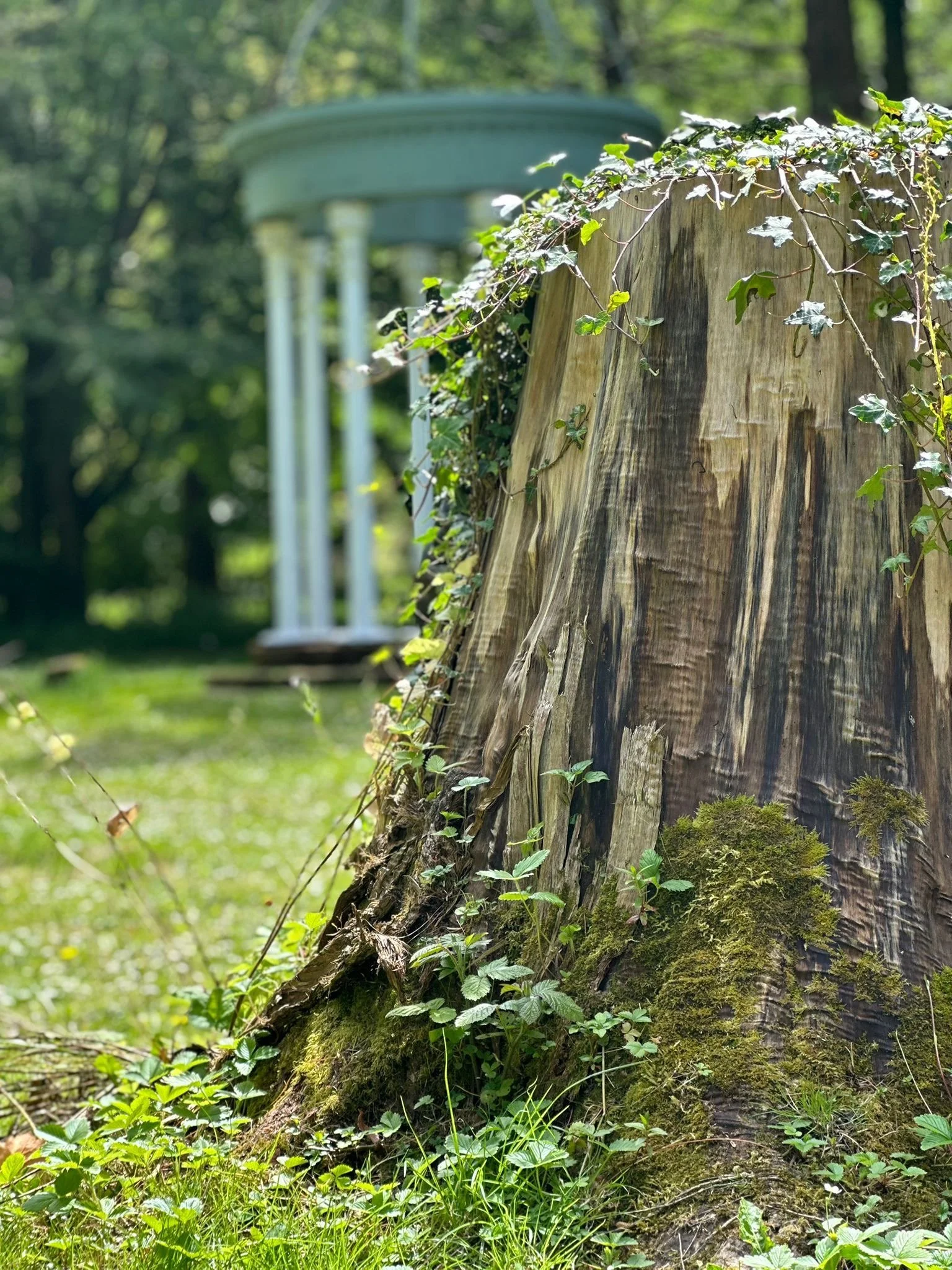 Why you don’t always need to rush to remove that tree stump…
