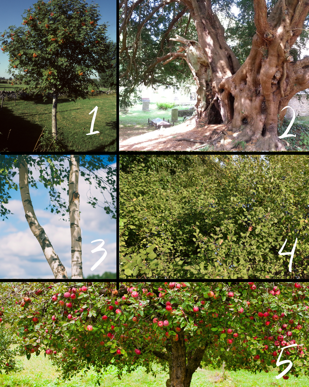 Whispers in the Woods: 5 Very Spooky Trees To Spot This October…