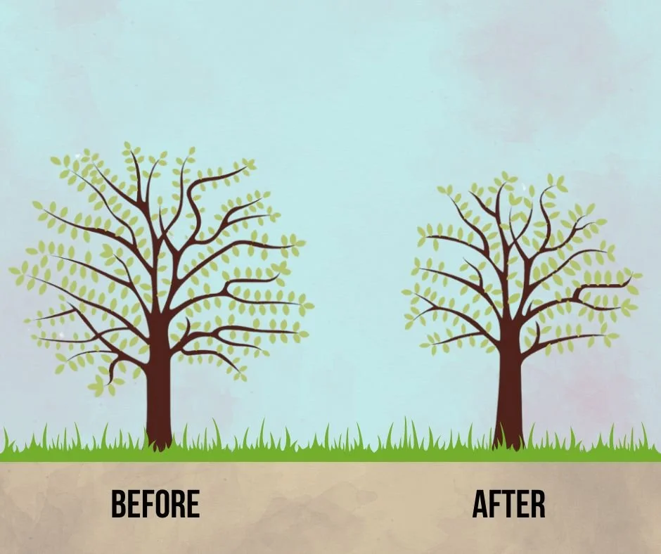 Tree Surgery Terminology | Jack Cotterill Tree Services