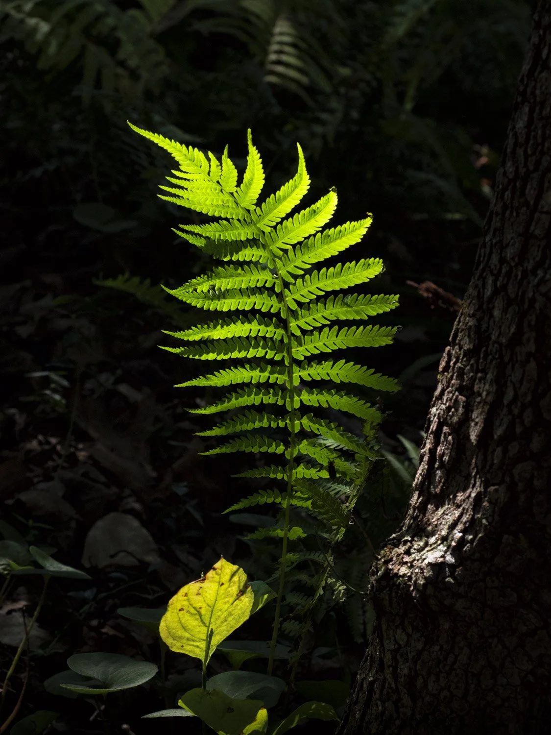 _8230008-Edit.JPG