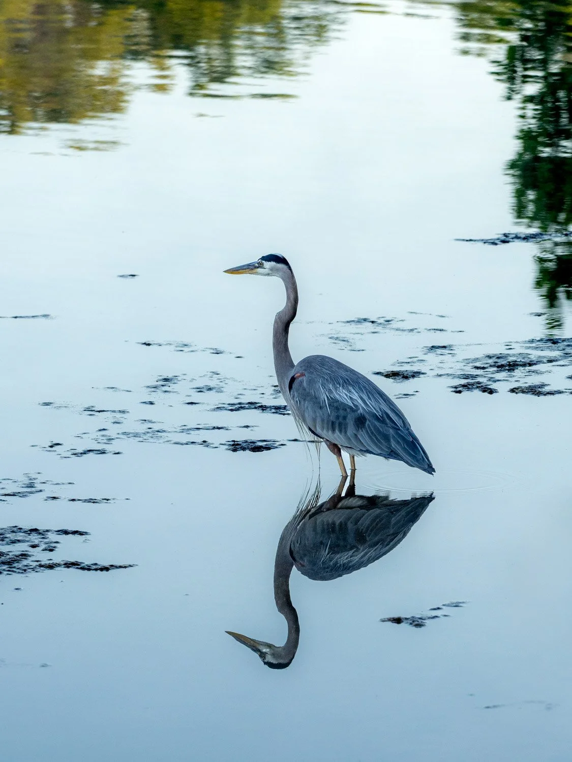 _6041936-Edit.JPG