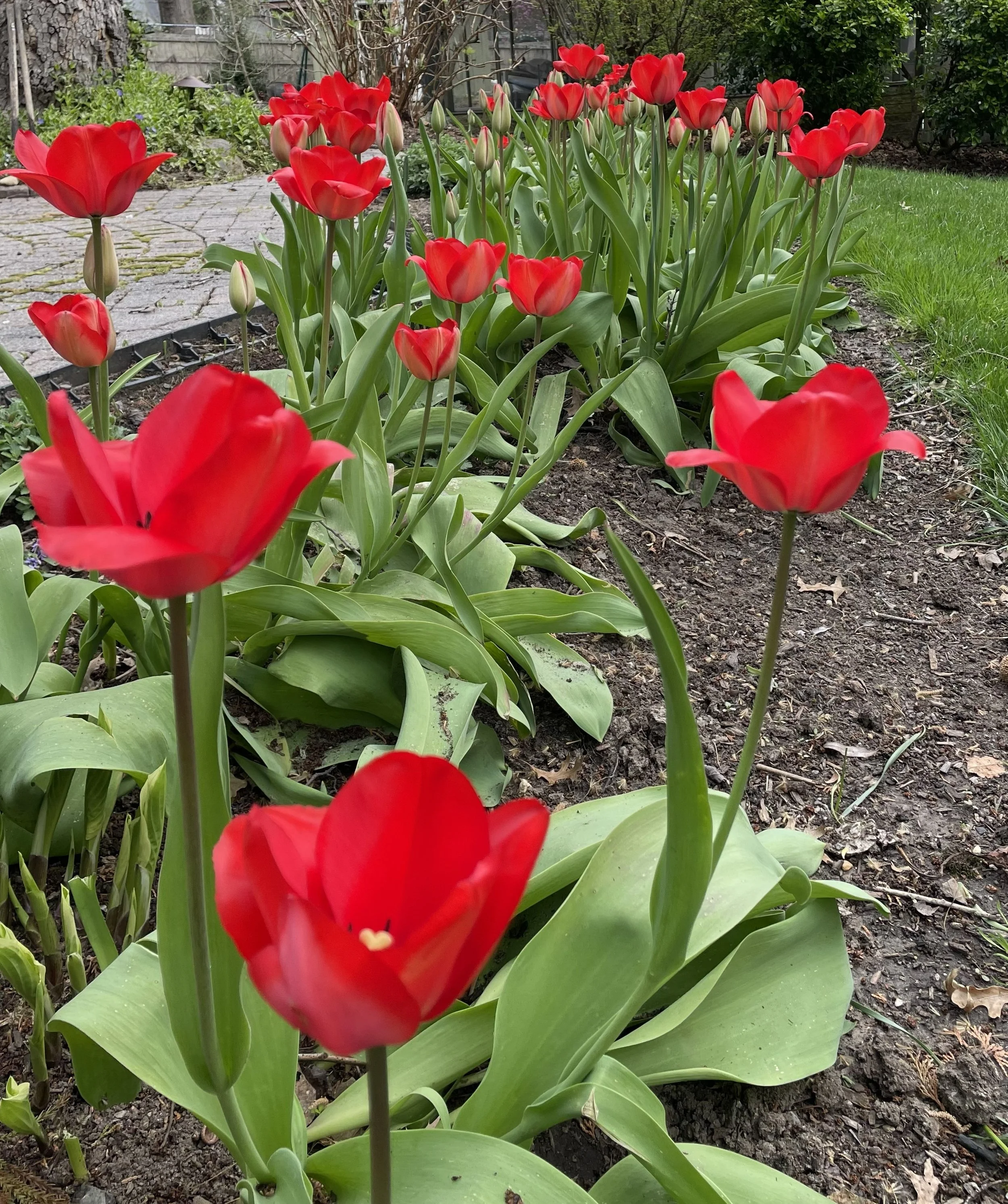 Tulips…