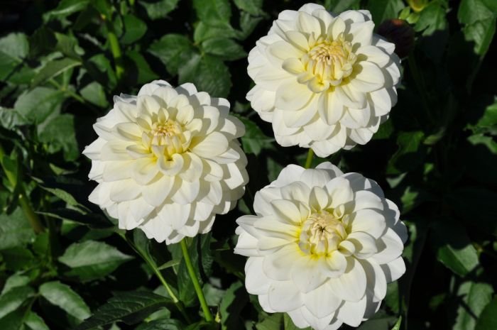 dahlia marshmallow.jpg