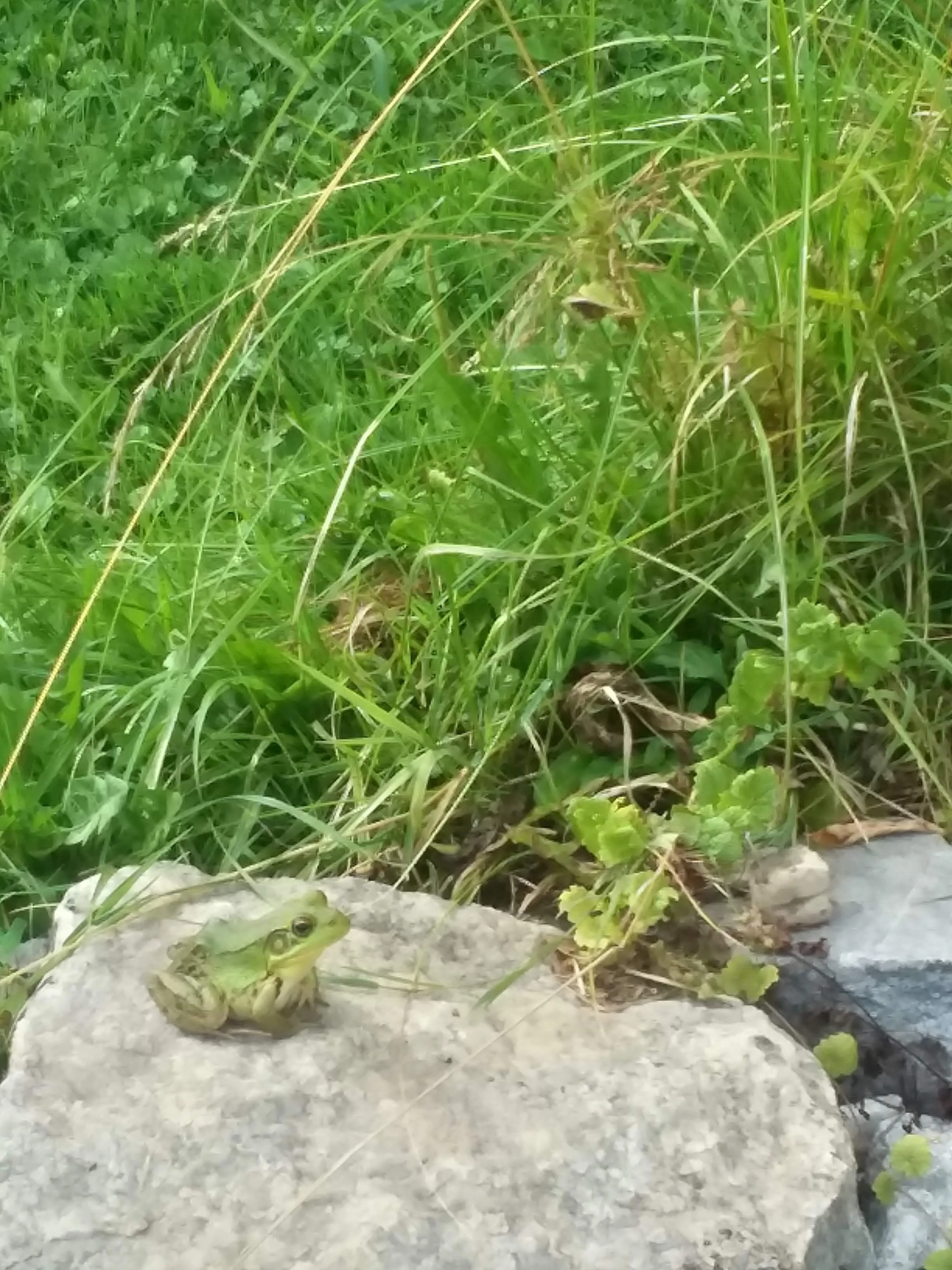 20190730_165700[1].jpg