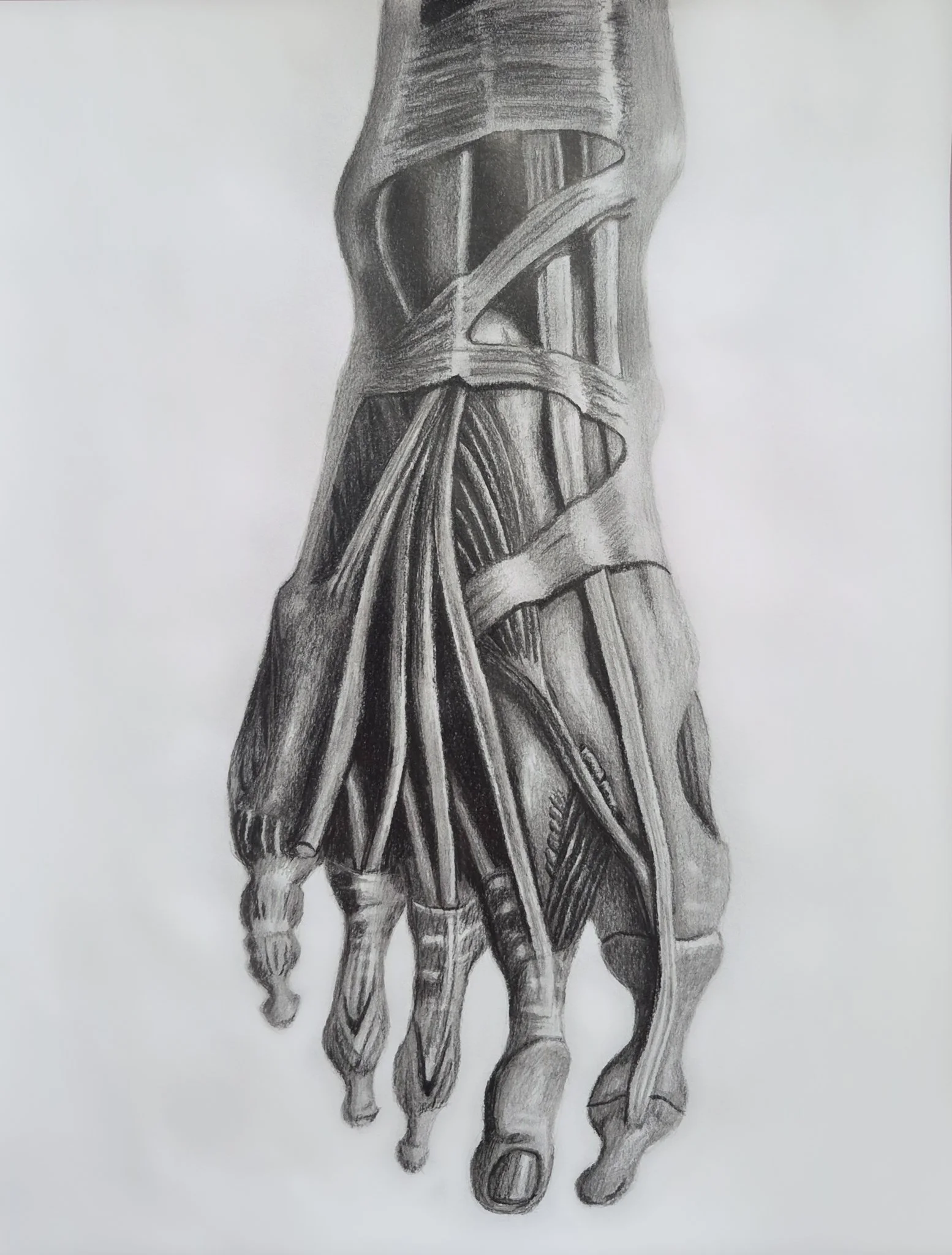 Right foot anatomy.  Pencil, 2026.