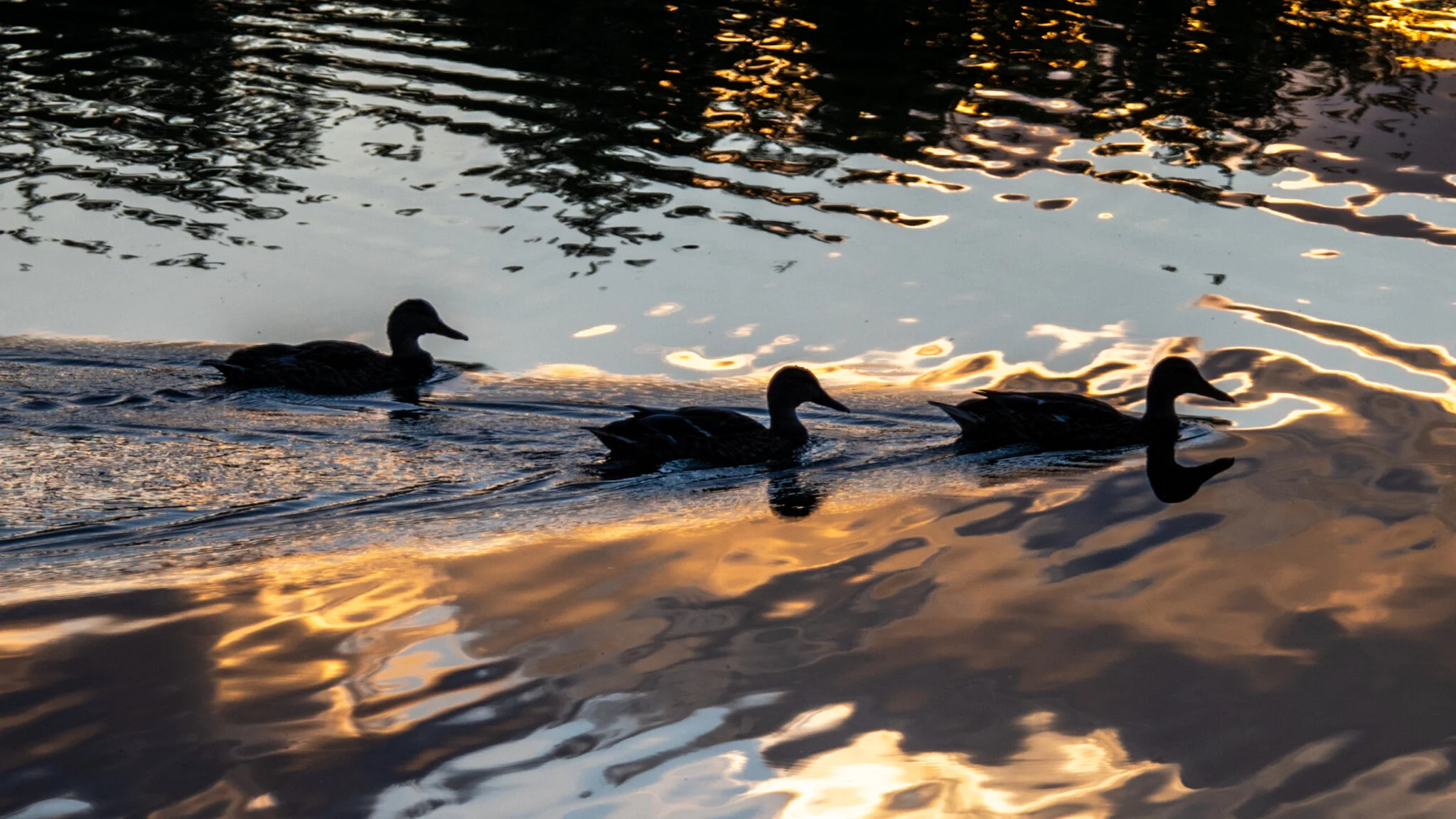 Quackers swimming by this first-time visitor to the pond.