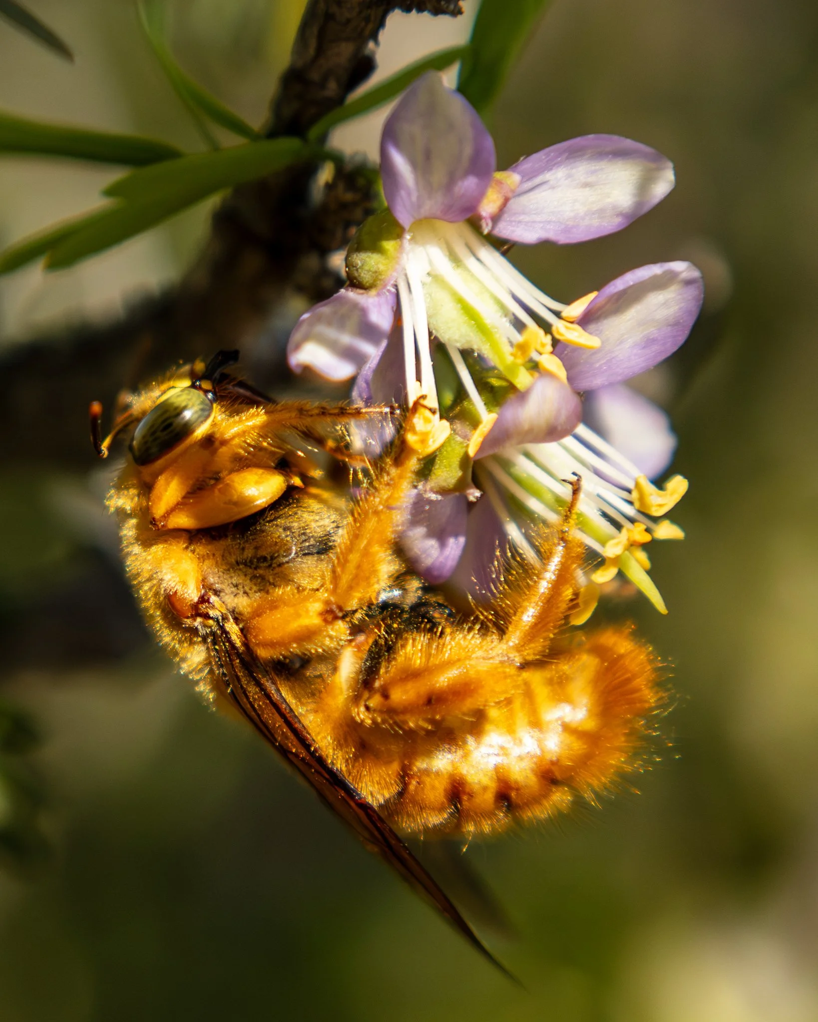 Teddy Bear Bee, Texas.  2026.