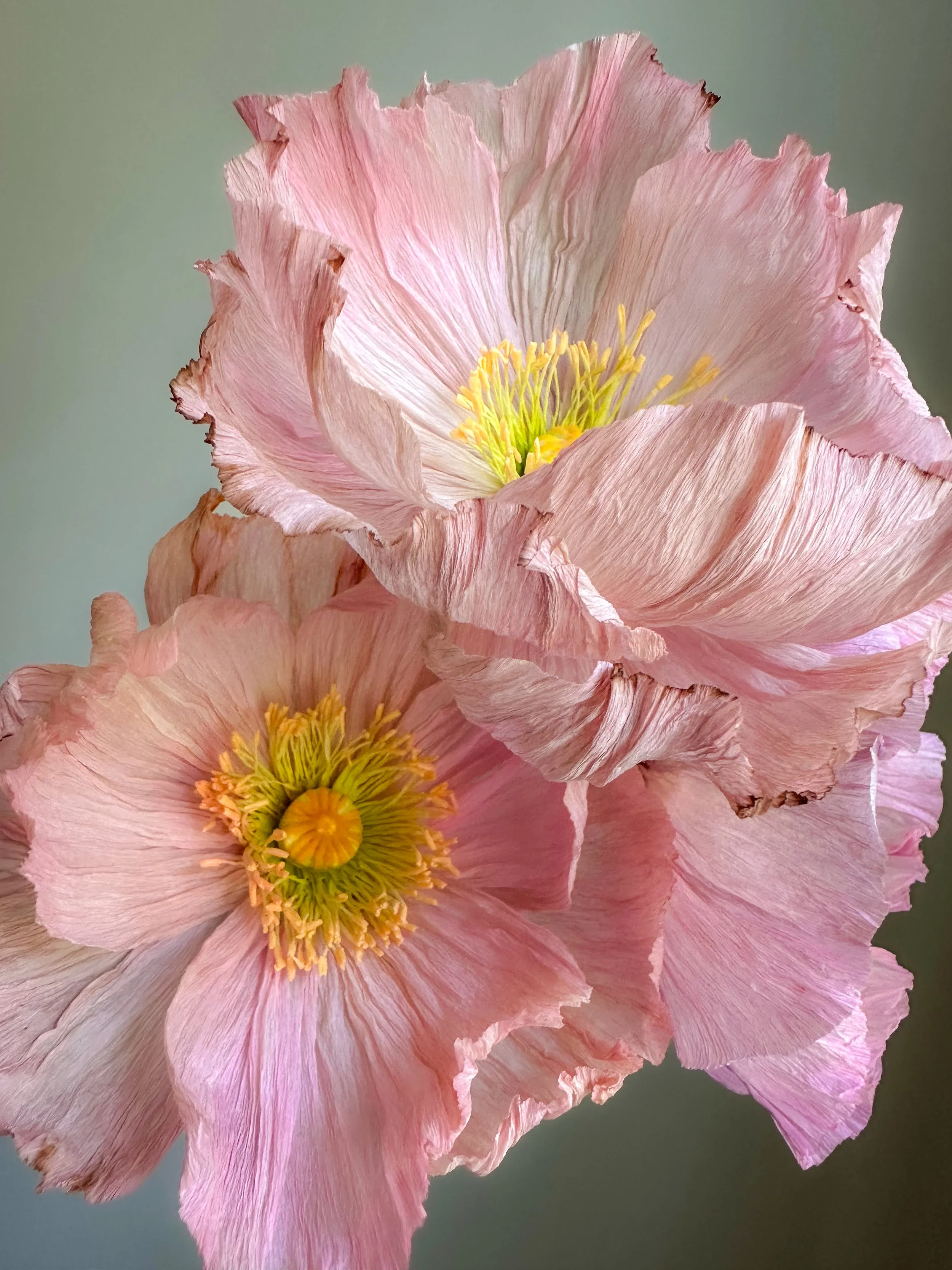 lyserøde papirblomster - valmuer  - håndlavet
