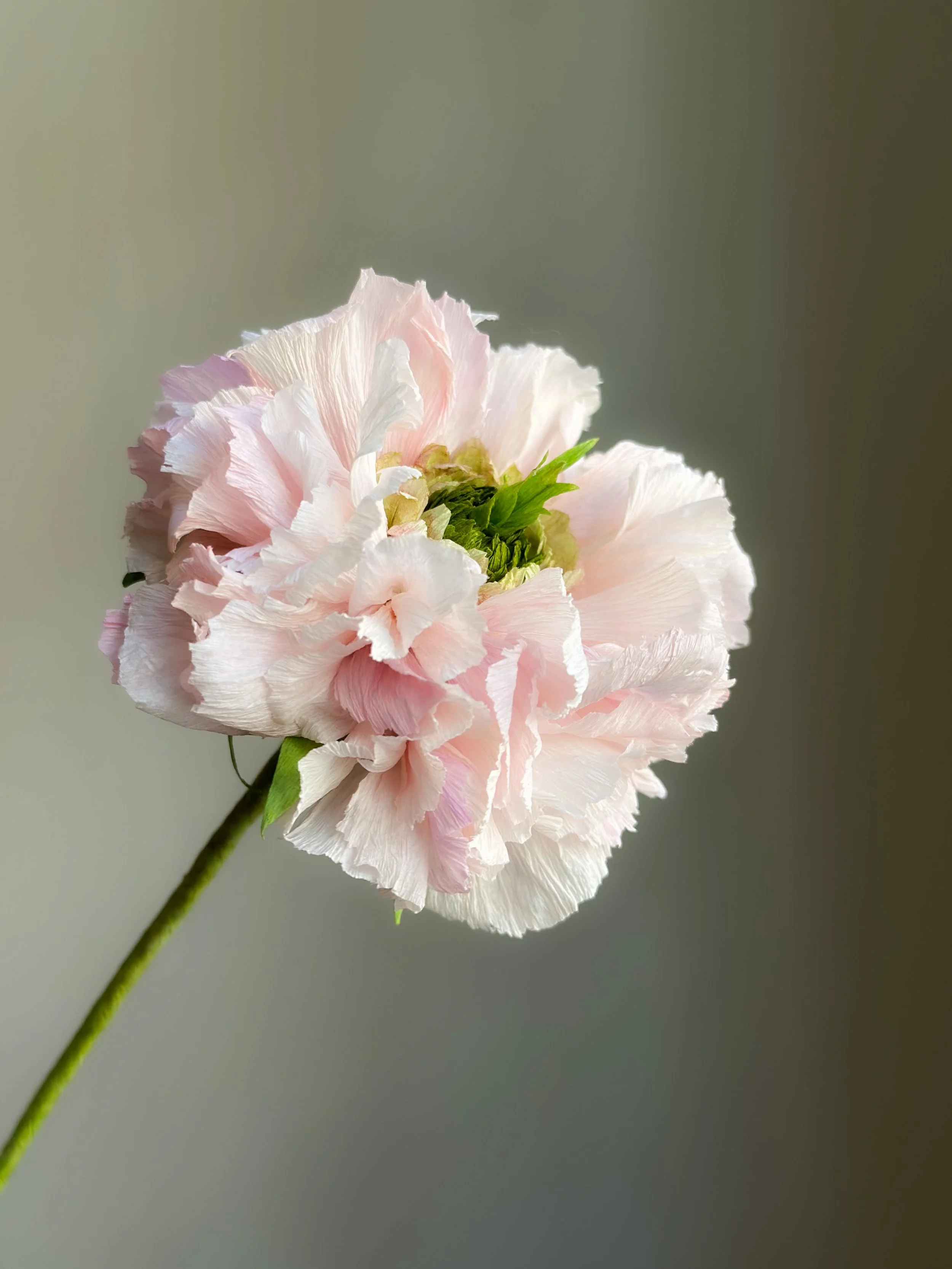 En lyserød og hvid blomster  af papir med rynkede kronblade på en grøn stilk mod en grå baggrund.