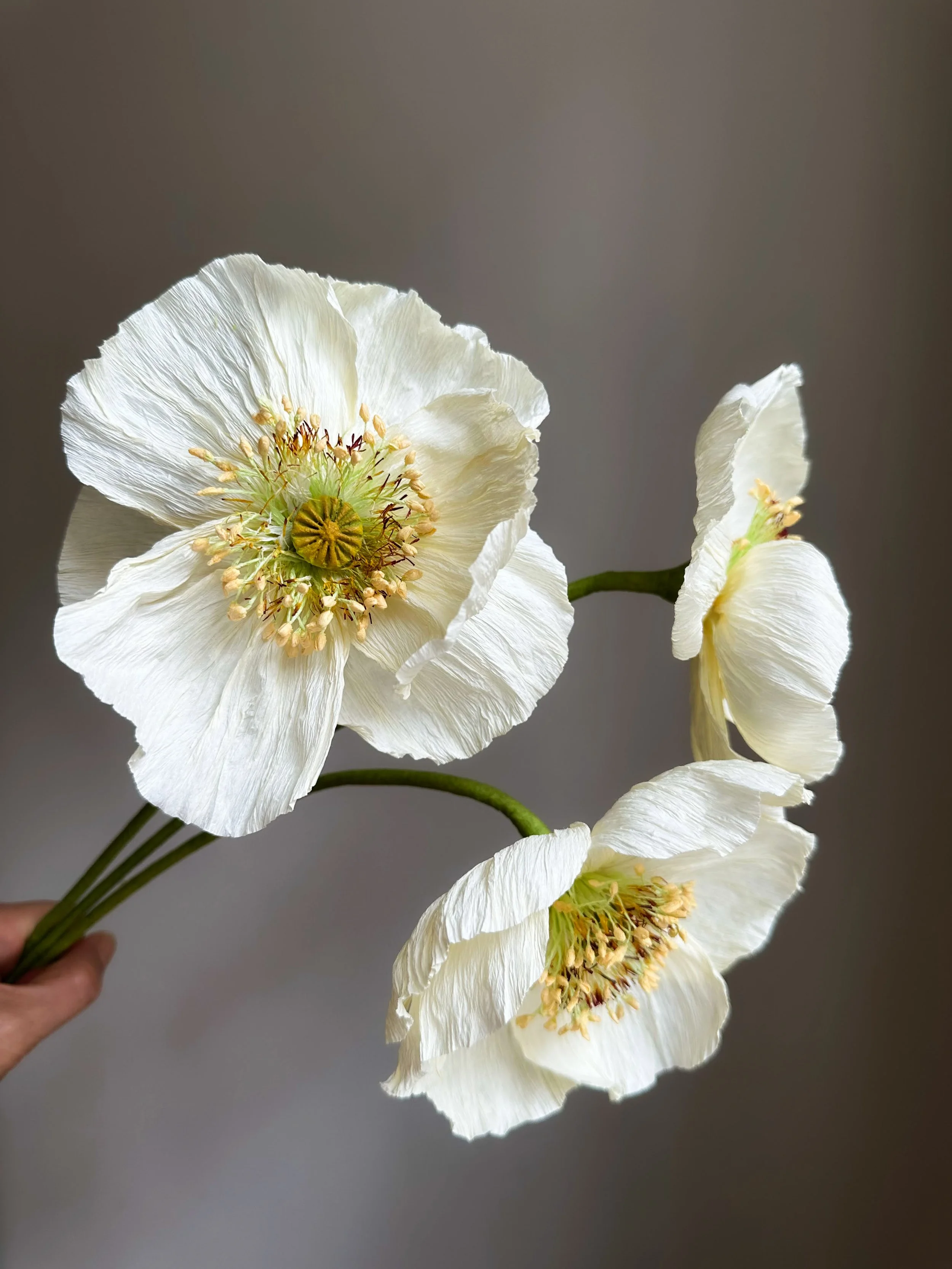 Hvide blomster med store blomsterblade og mange gule stamen, held i en hånd mod en neutral baggrund.