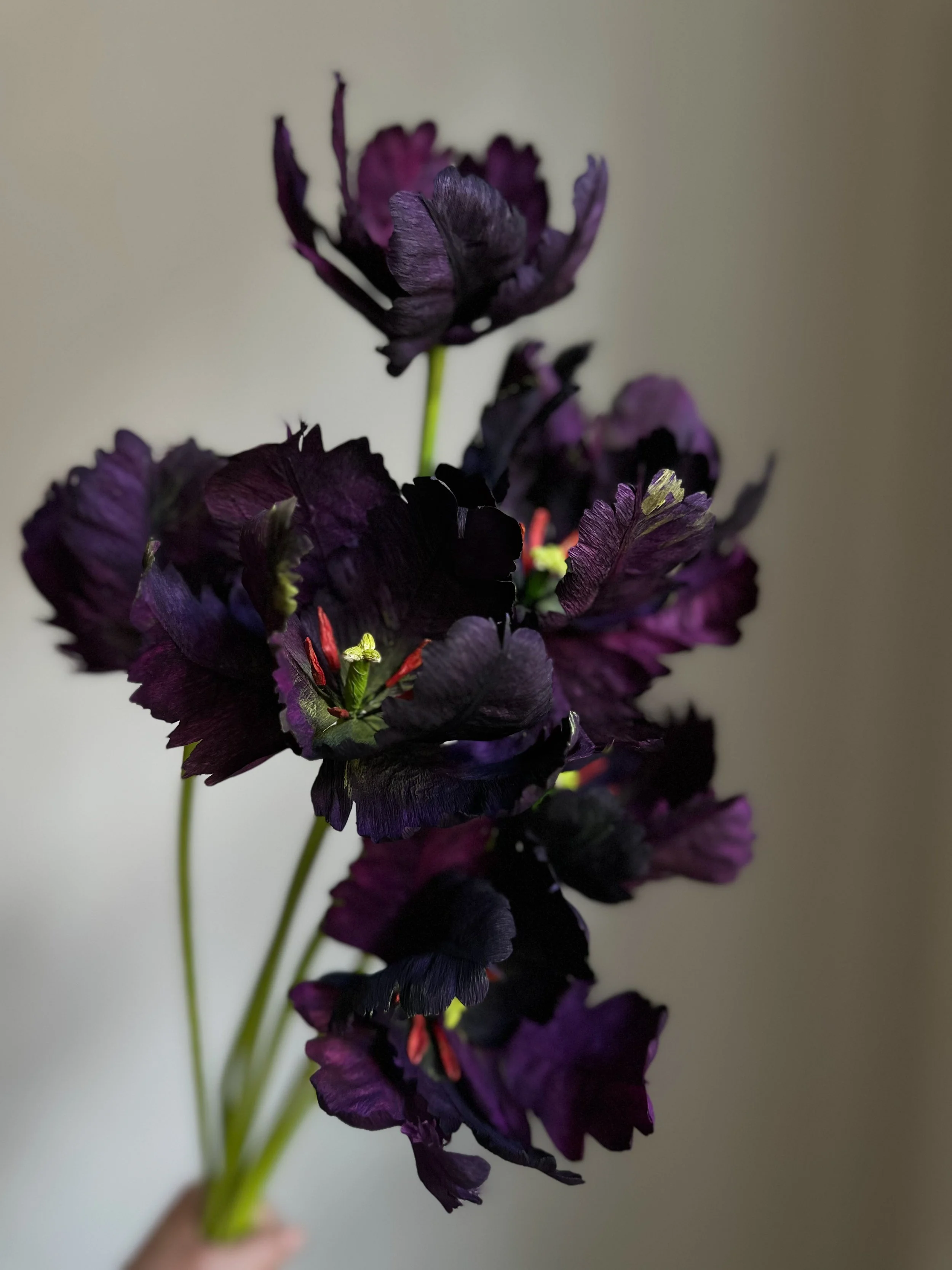 sorte tulipaner af papir - Queen of Night - Black Hero