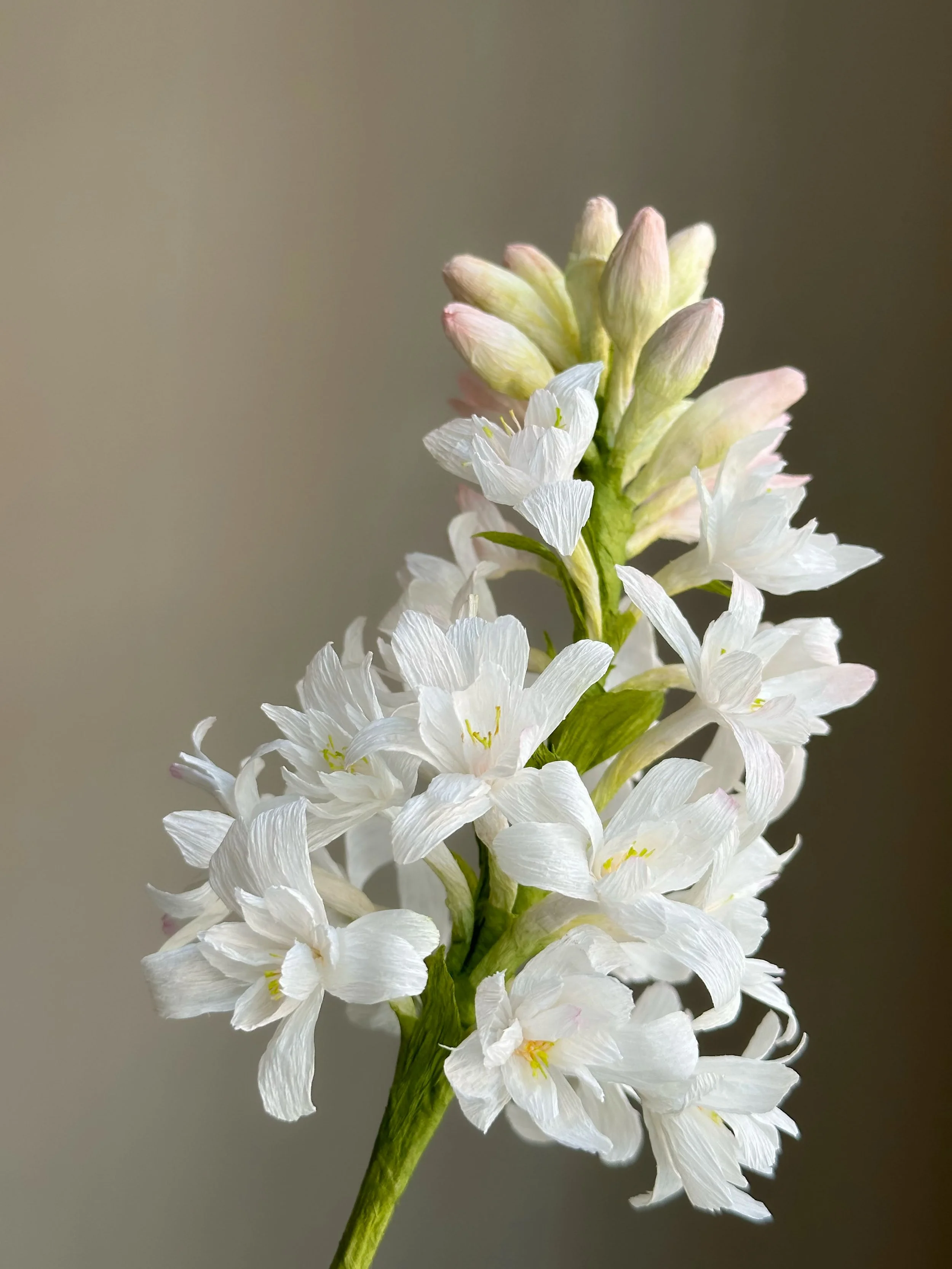 Hvidblomstret blomst med flere hvide blomster og grønne stængler på en beige baggrund.