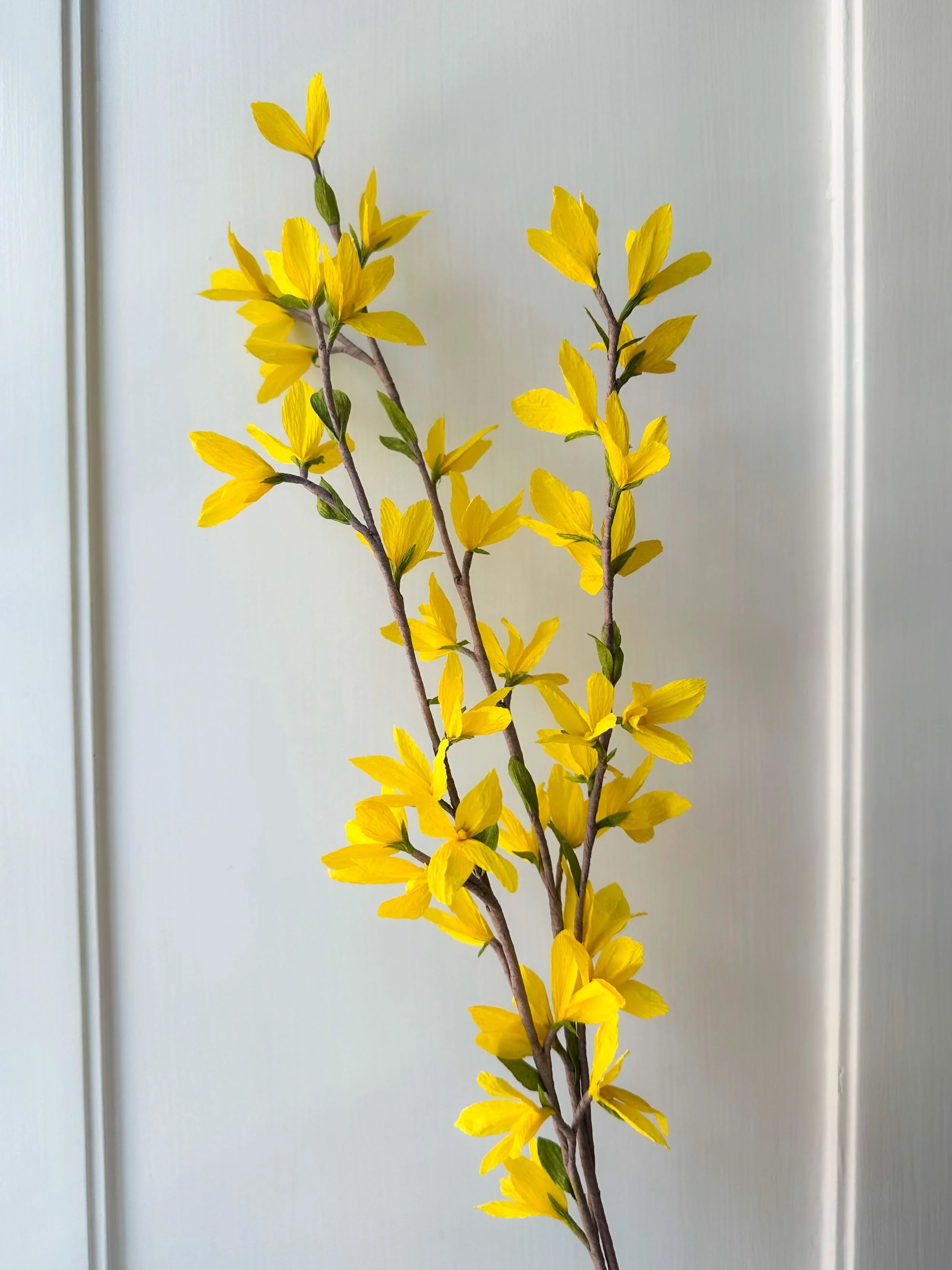 Forsythia , papirblomst, gren