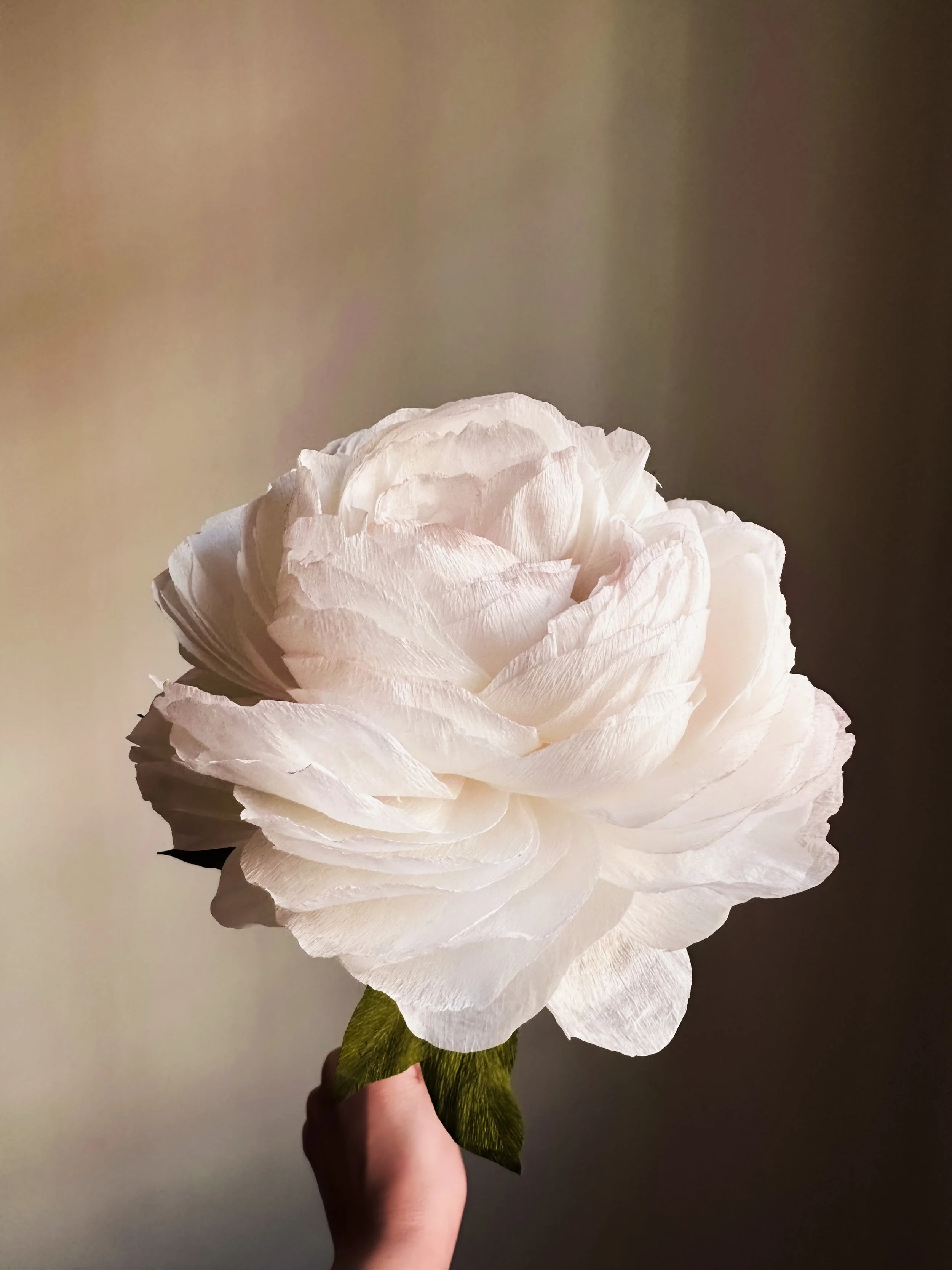 Hånd holder en stor, hvid blomst mod en neutral baggrund.