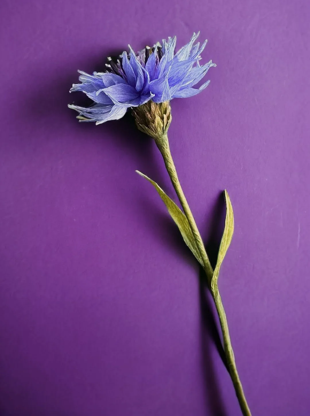 En lilla blomst med grønne stilke på en lilla baggrund.