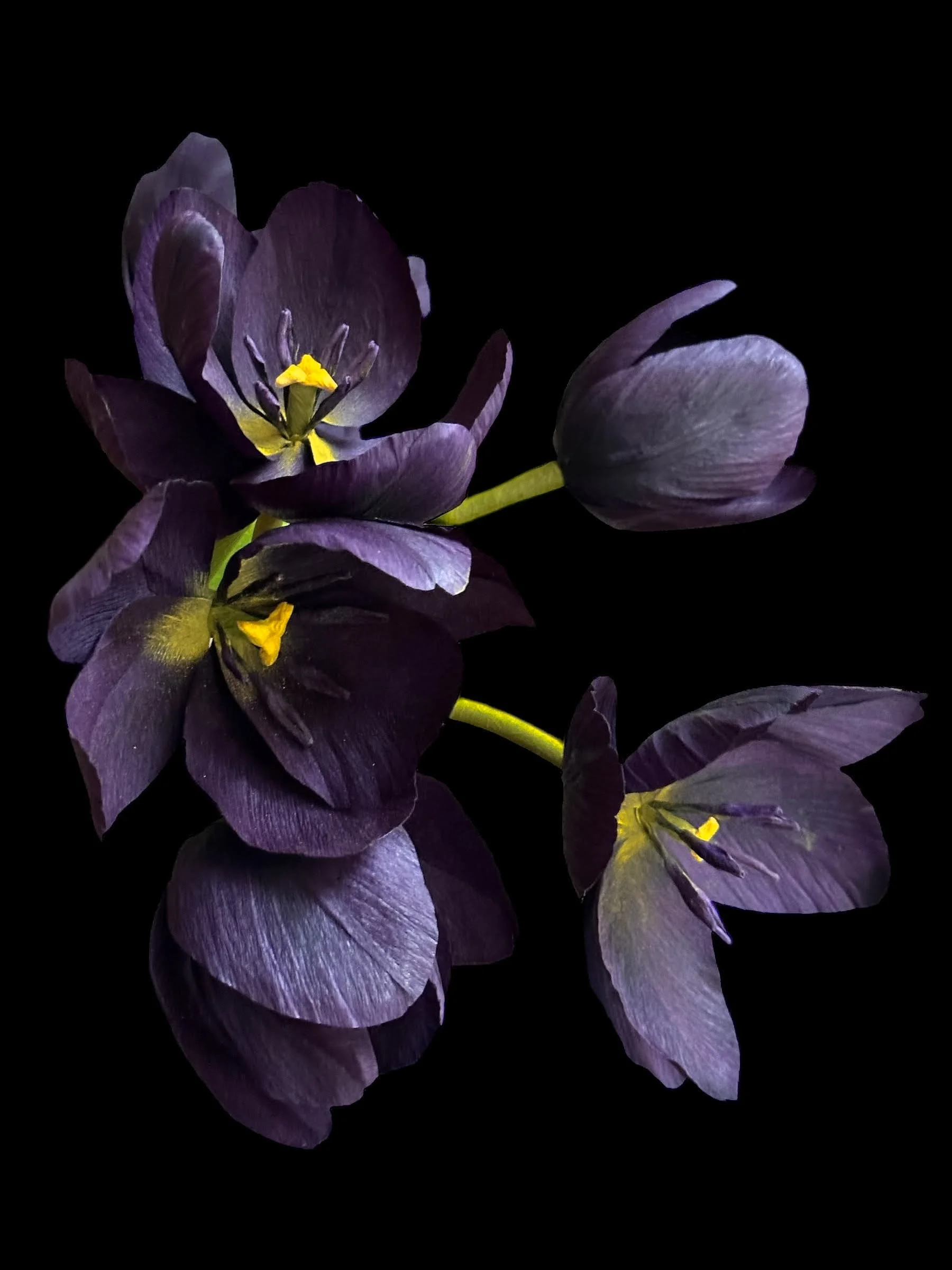 En lilla/lilla-blå blomst med fem blomsterblade og gule støvdragker på en sort baggrund.