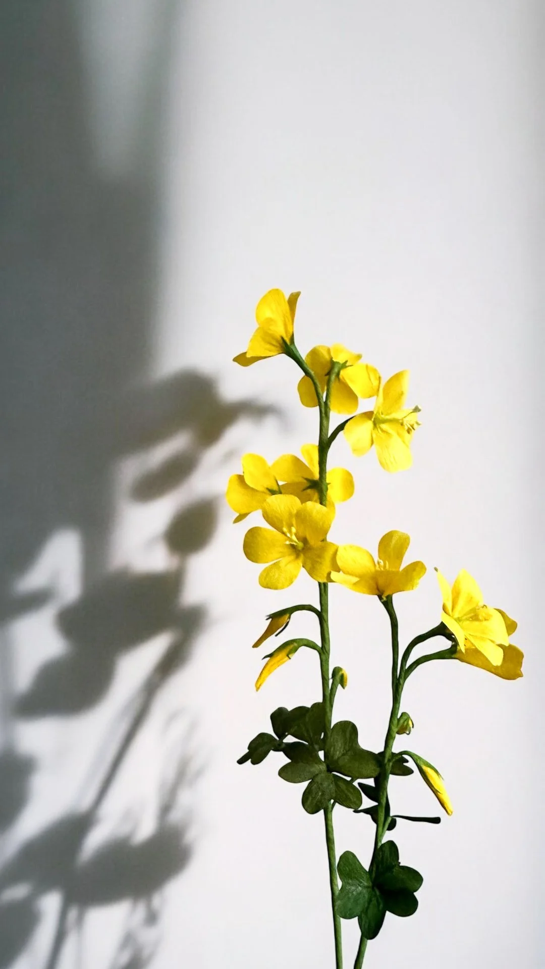 Gul blomst med skygge på en hvid baggrund.