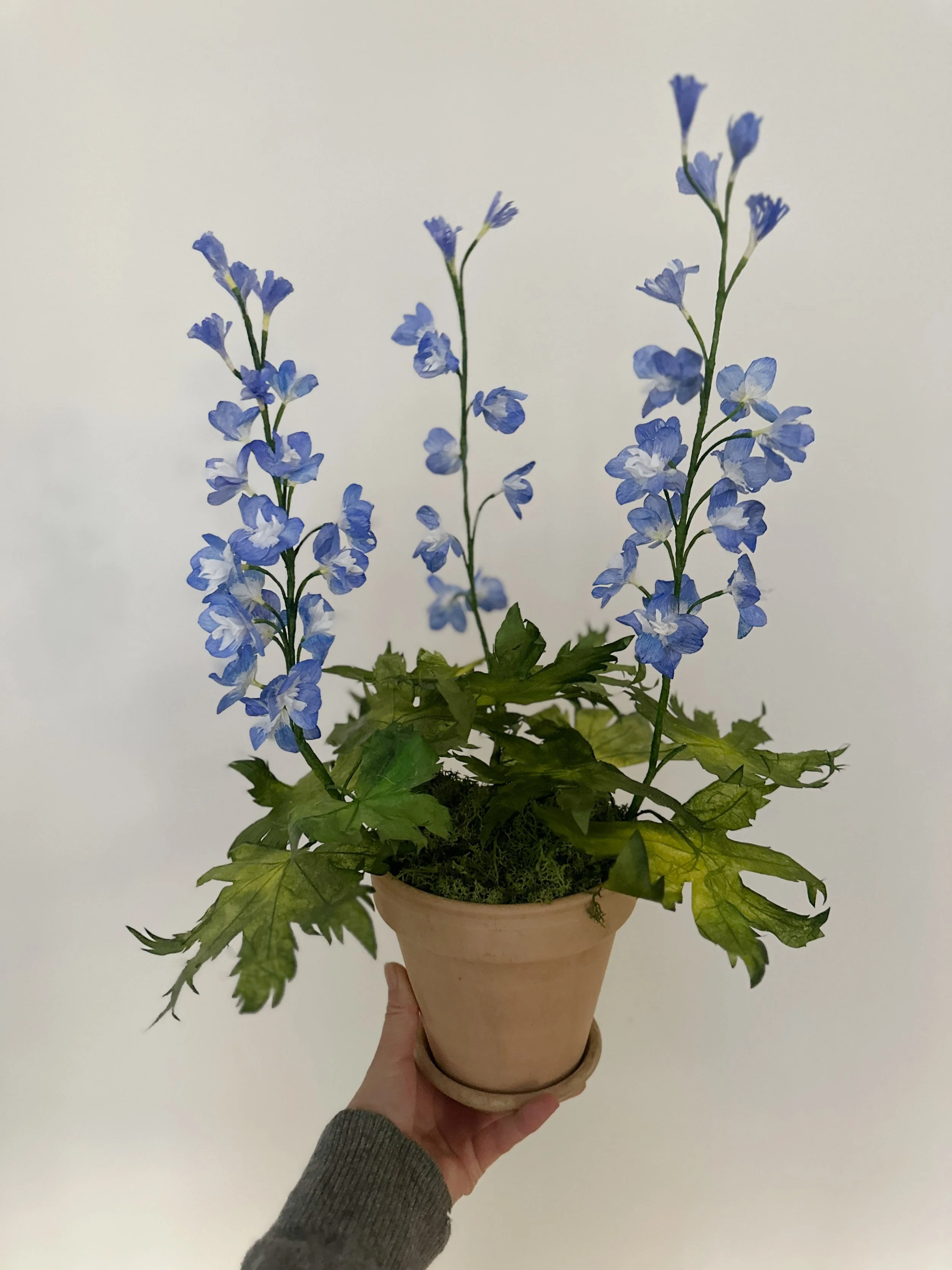 Hånd holder en potteplante med blå blomster og grønne blade.