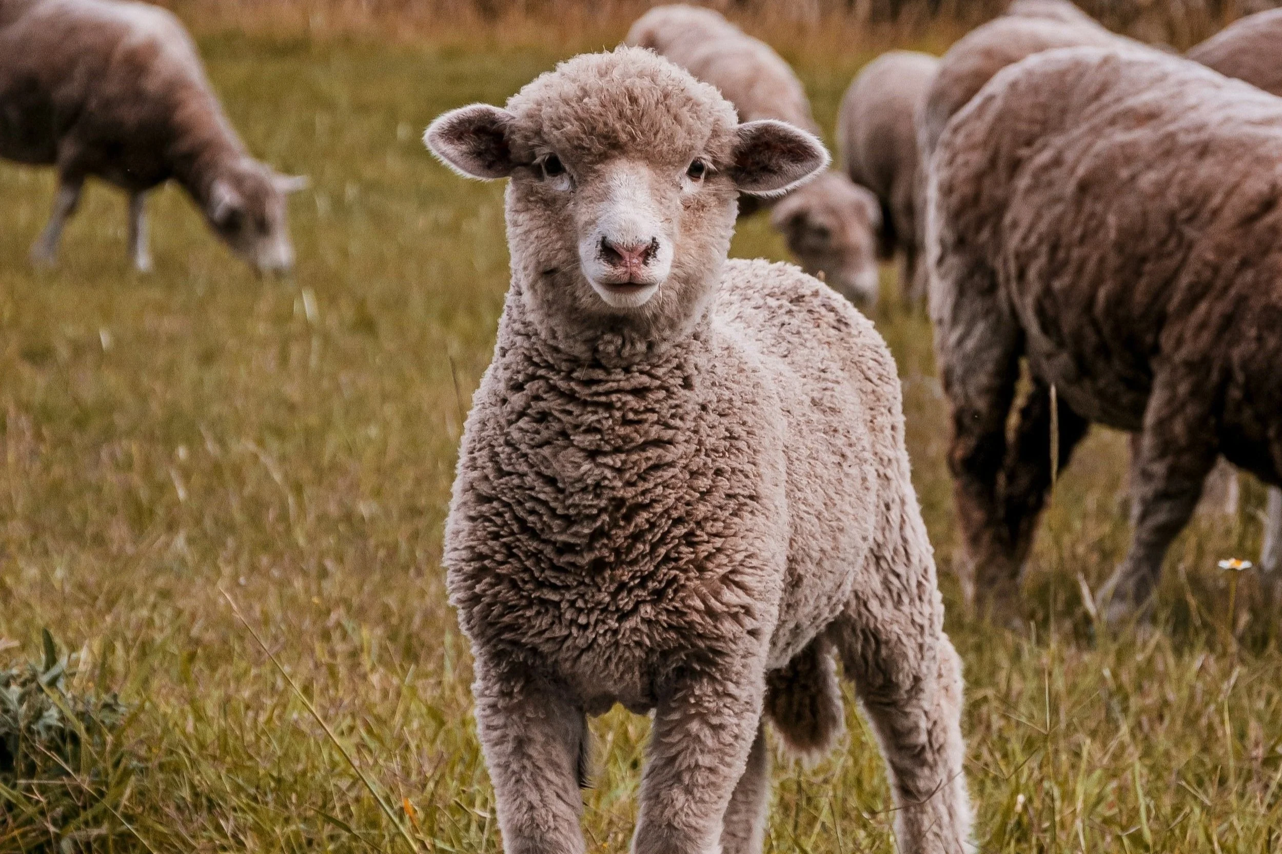 “Would a Shepherd Really Break a Wandering Sheep's Legs?”: Rethinking a Popular Christian Story