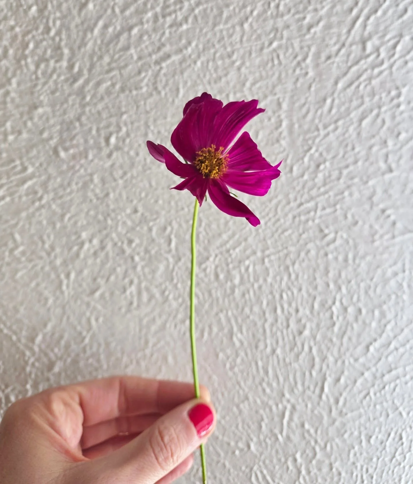 &quot;Vent about your joy, not just your problems.&quot; Unknown ✷

I love this quote and think that everyone should put this into practice!

Sharing few things that's brought me joy lately: picking flowers from my yard, harvesting veggies 🥒 from my