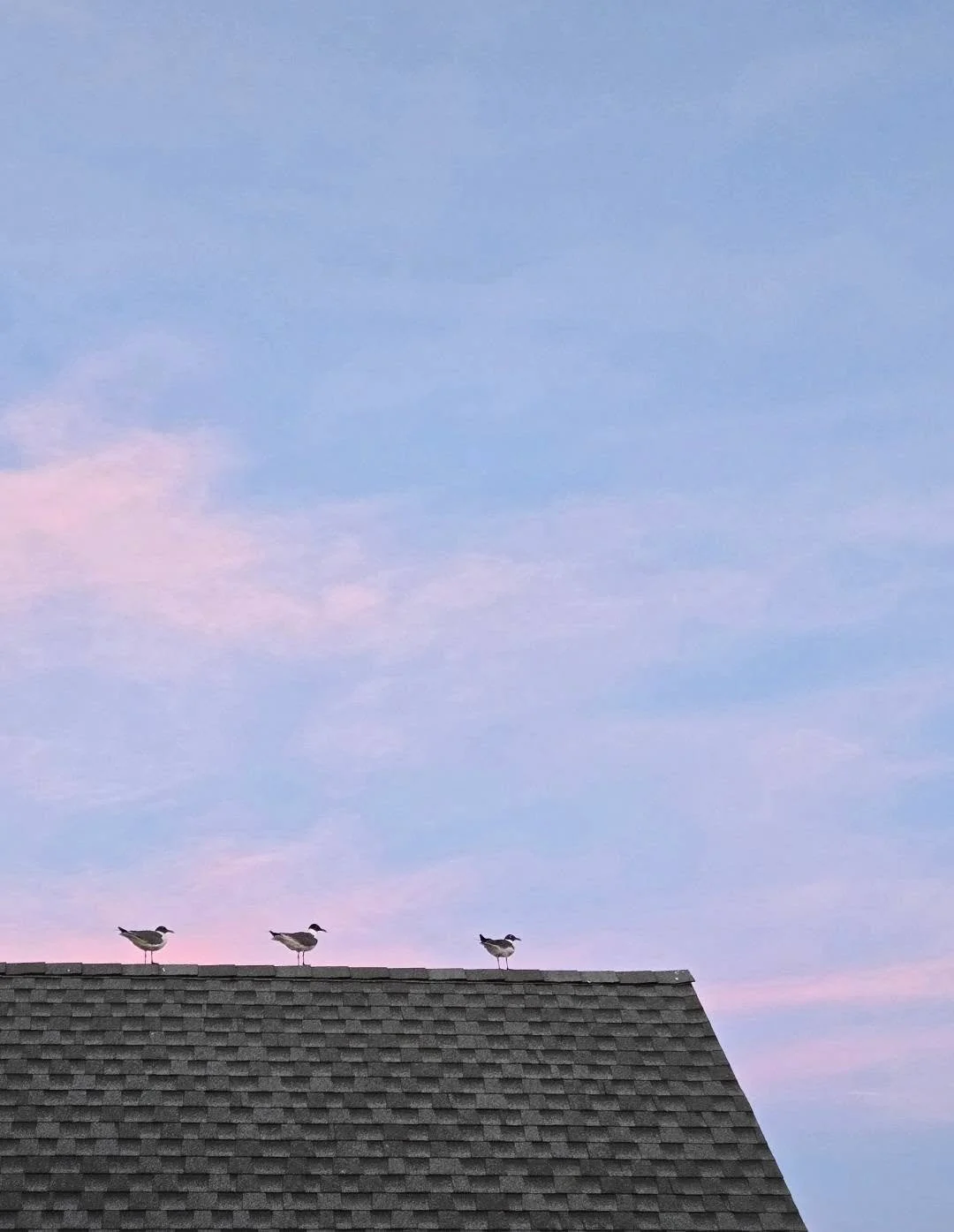 Annual migration to Stone Harbor, NJ. 🌞

It's a trip that my partner and I look forward to every year ~ time with his family, playing at the beach, lovely meals and sweet treats, fun conversations, seagull wars, flowers, games, and exploring!

July 