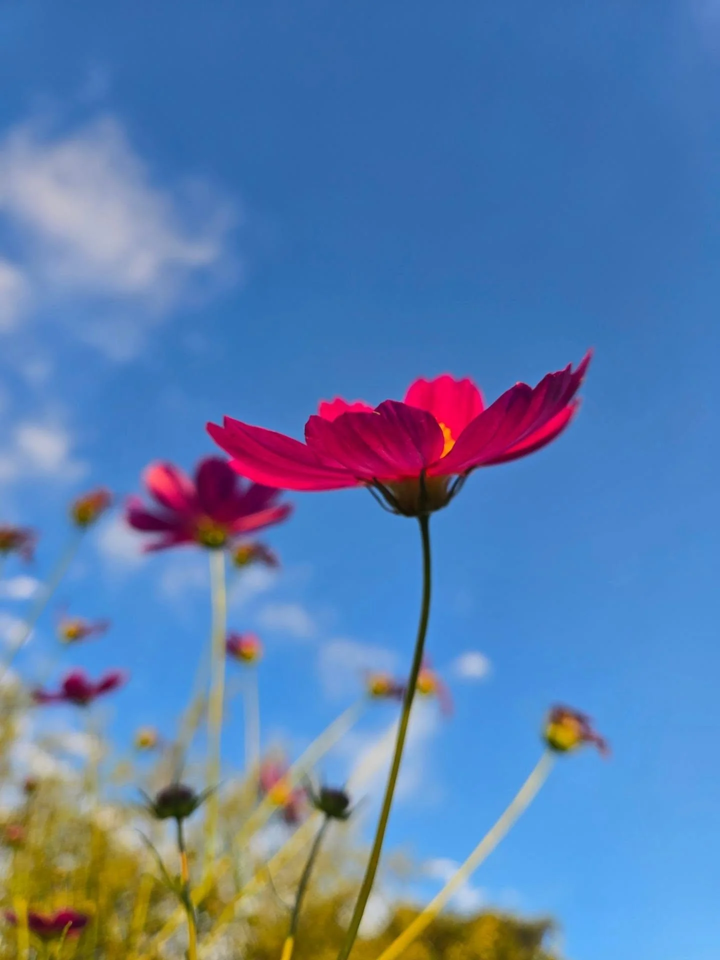 Summer recap, in flowers. 🥰

I've been loving the summer recaps show up in my feed and had to do one dedicated to the blooms that I've stopped to photograph!

xo
Rachel