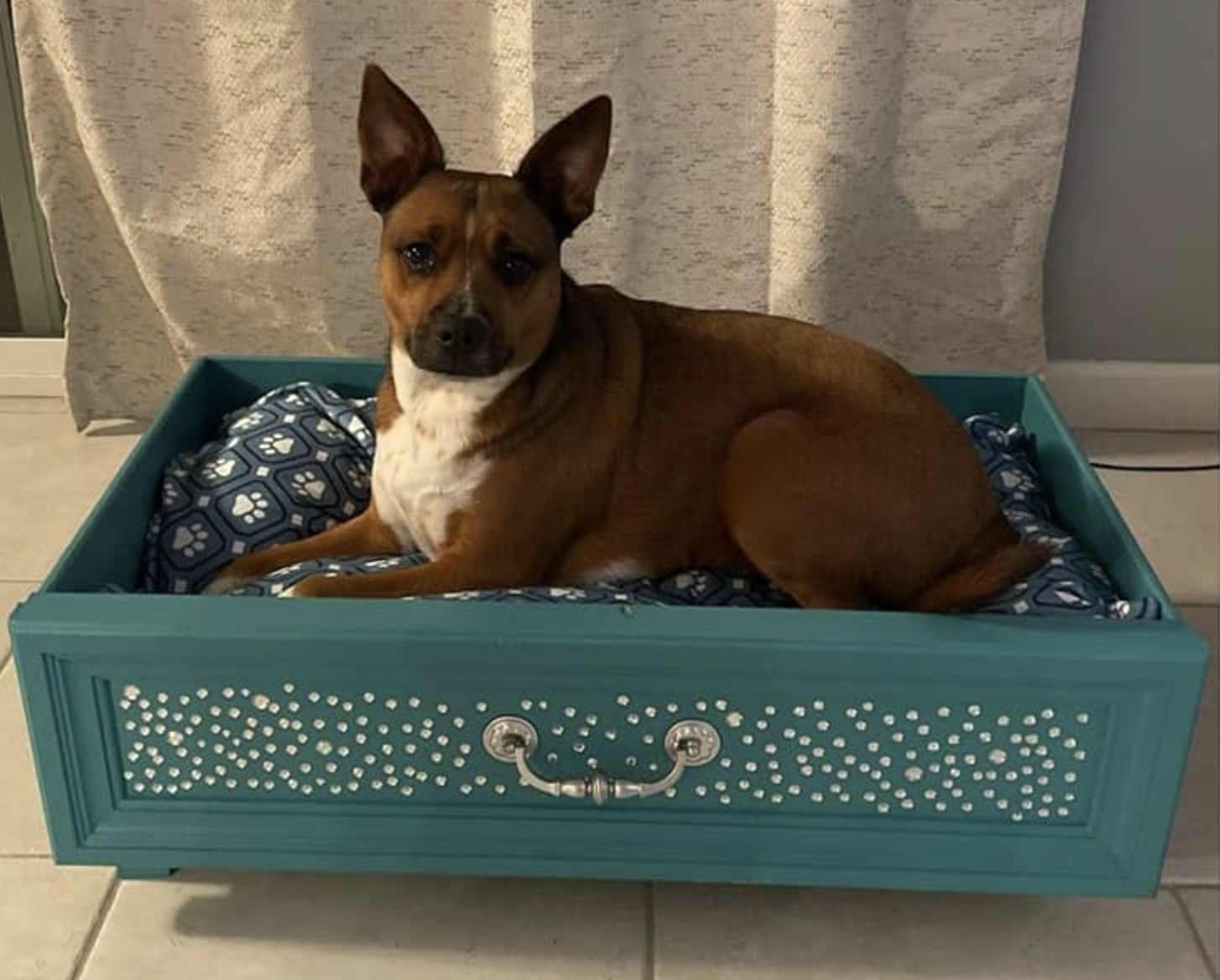 Dapper Doggy Drawer :: Photo courtesy of the artist.