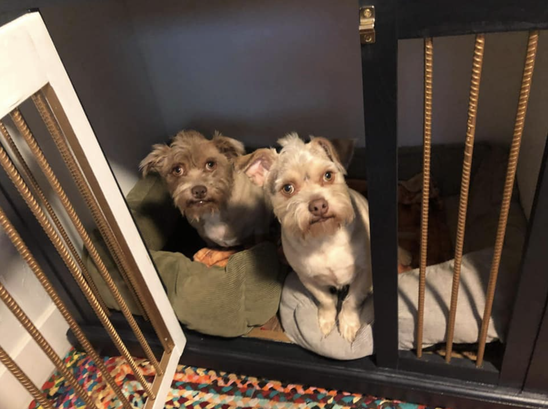 Happy crates make happy dogs. :: Photo courtesy of the artist.