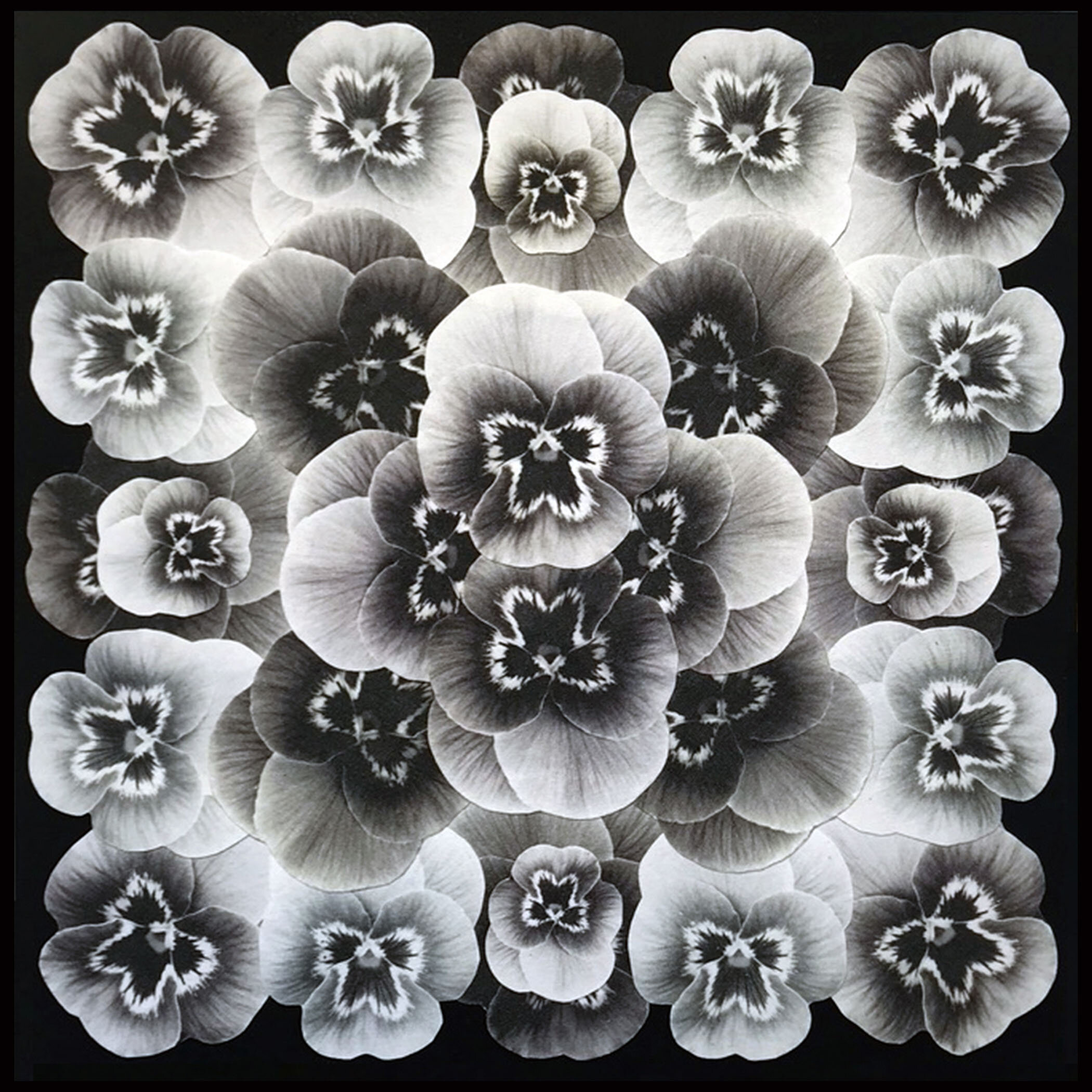 John Paradiso_Senescence, 2021, collage with individually printed and cut silver cotton fabric pansies mounted on wood panel in frame, 11.5” x 11.5”.jpg