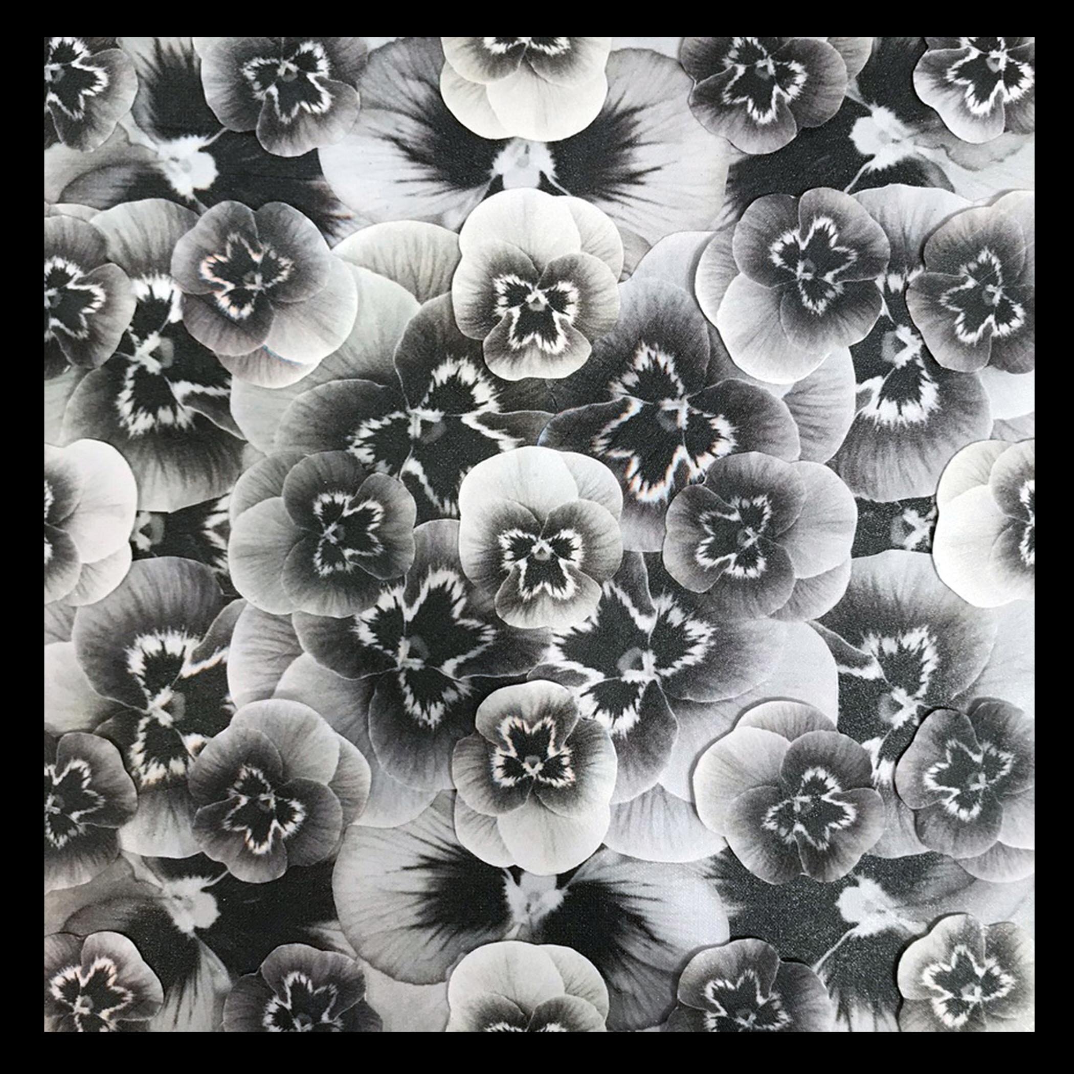 John Paradiso_Senescence II, 2021, collage with individually printed and cut silver cotton fabric pansies mounted on wood panel in frame, 7.5” x 7.5”.jpg