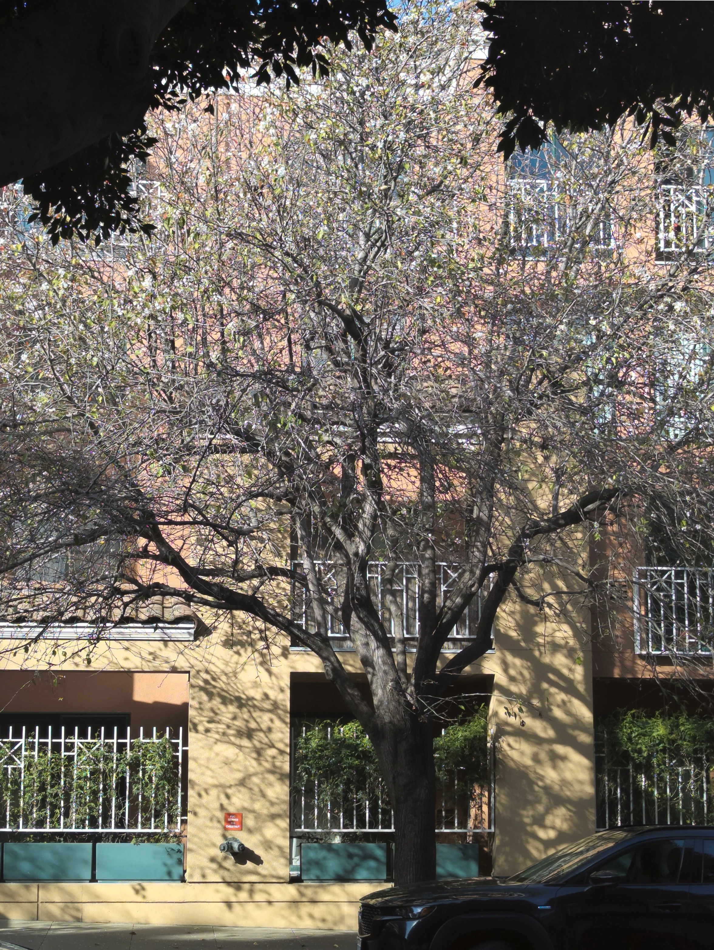 San Francisco Tree, 2026