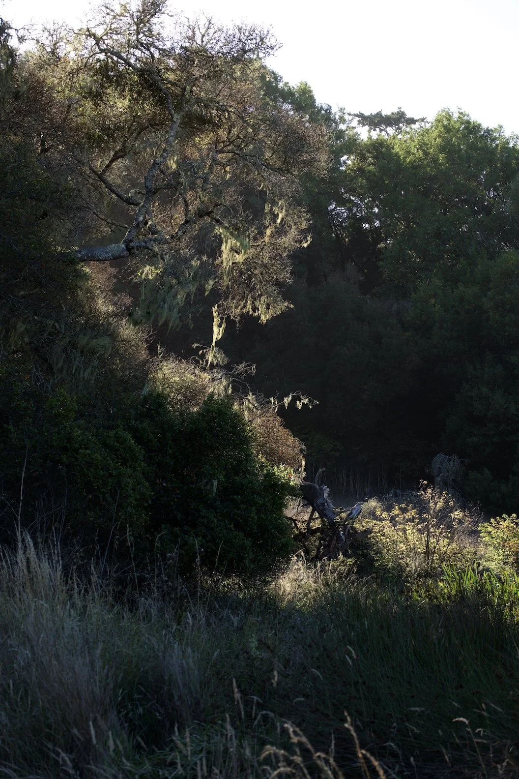 Point Reyes, California, 2025