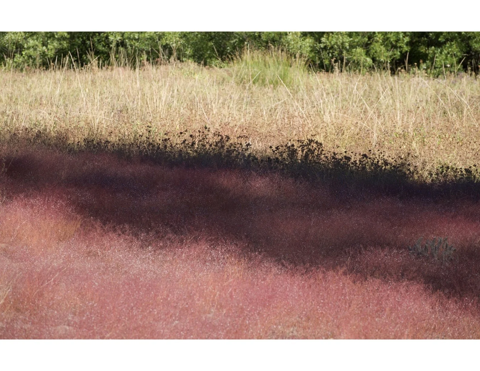 Blackwood Canyon, 2025