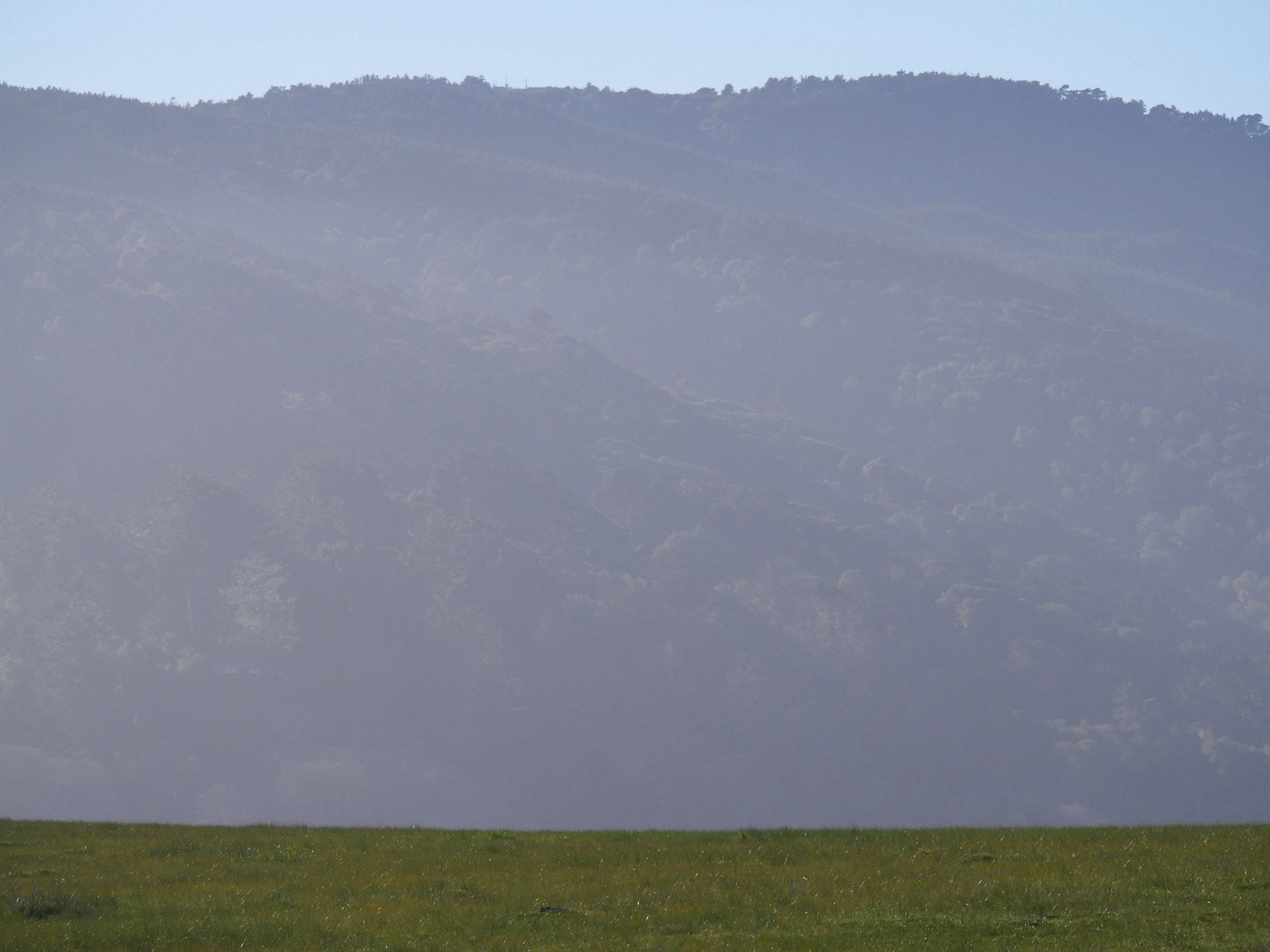 Dairy Farm, Pt. Reyes, California, 2020