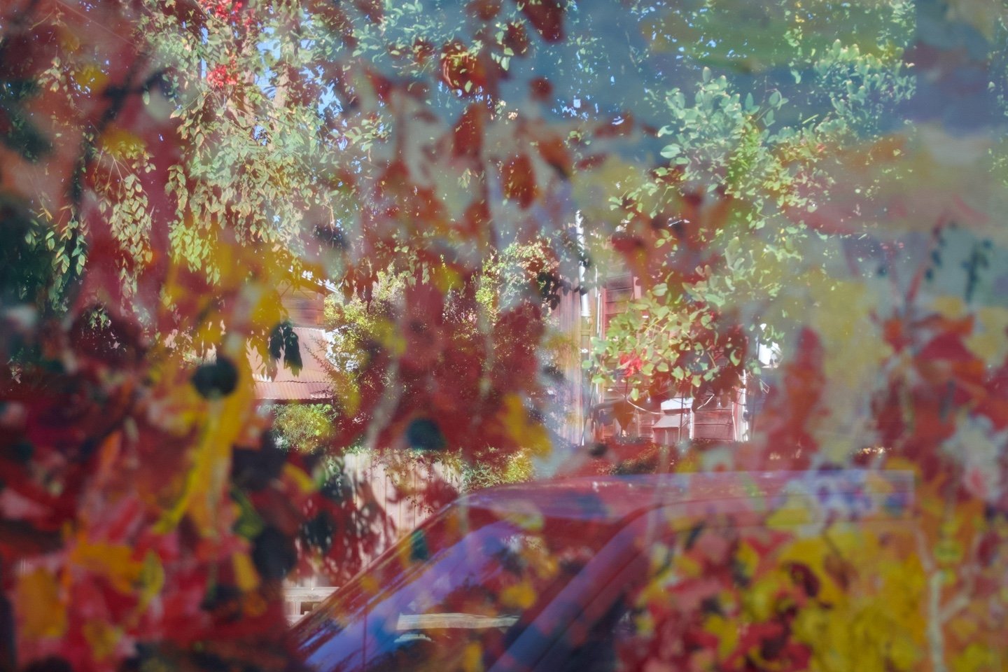 Window, Both Reflections and Through, Walnut Grove, California, 2025