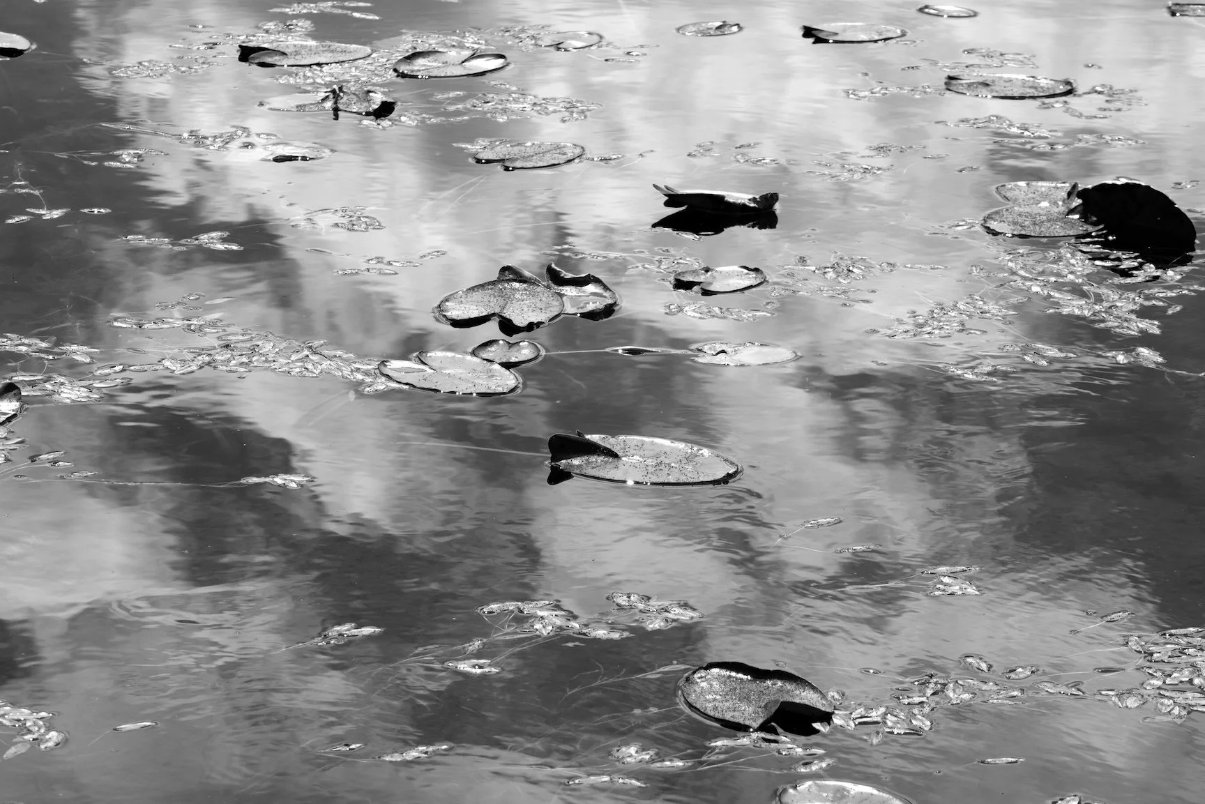 Lily Lake, Tahoe Basin, 2025