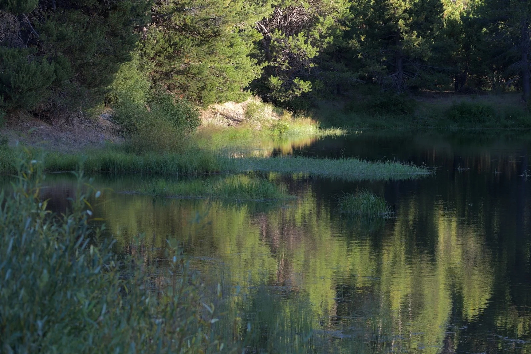 Beaver Pond, Blackwood Canyon, 2025
