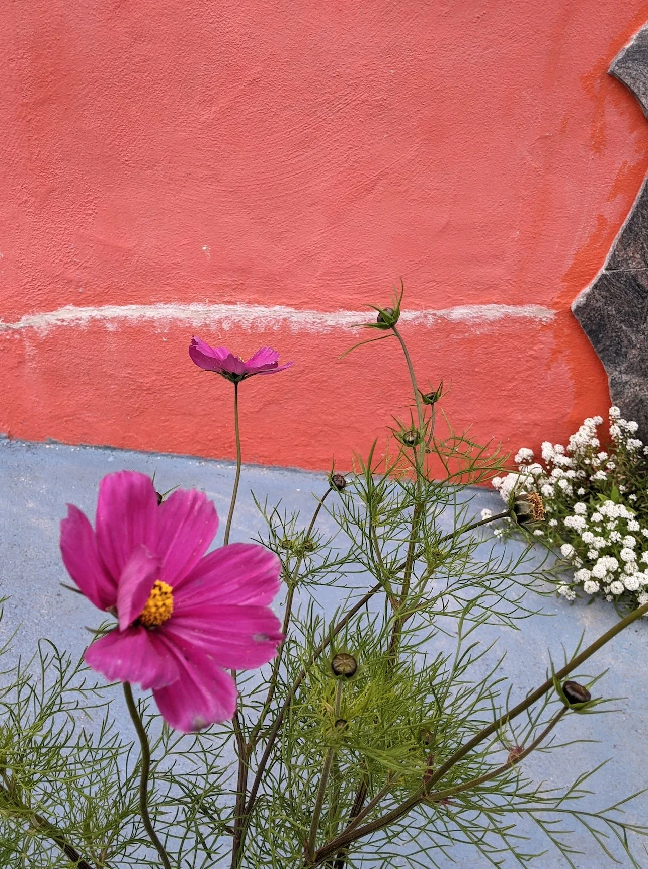 Sunset District, San Francisco, 2024