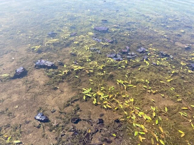 Heat Wave Spurs Harmful Algal Blooms in Some Minnesota Lakes