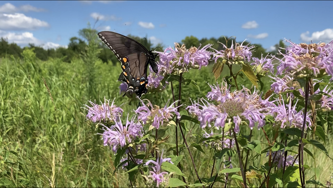 Give me a home where the bees and butterflies roam