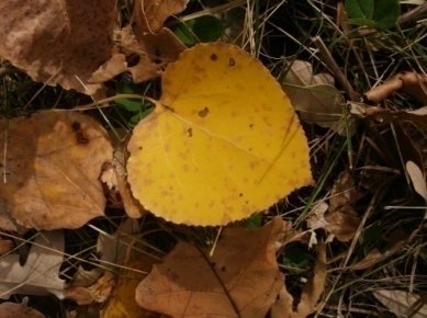 aspen leaf heart shaped.jpg