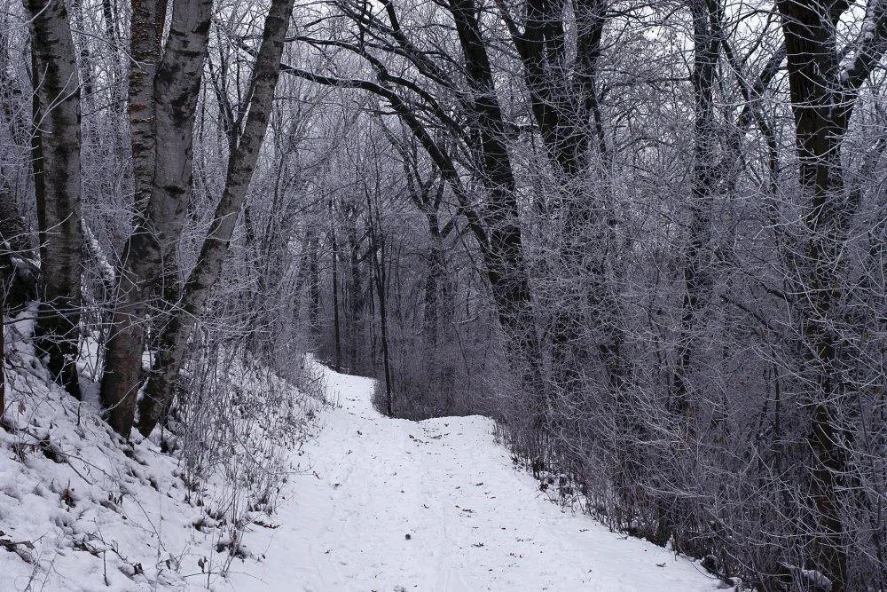 Afton State Park -phenology, Dec. 10 to Dec. 23