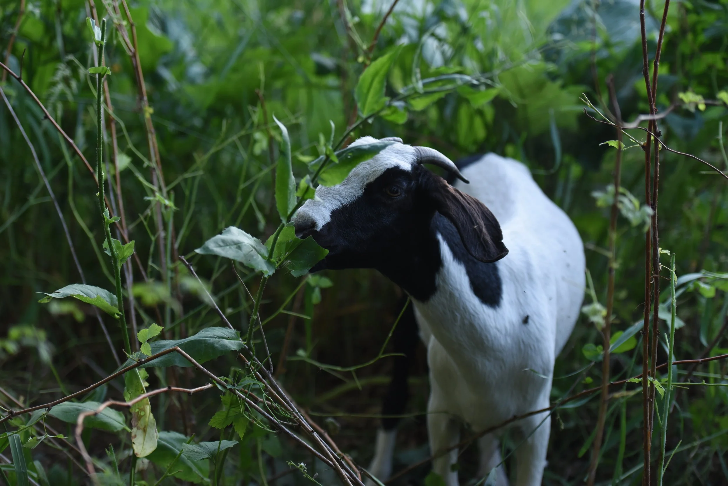 Using goats to control buckthorn and other invasive species