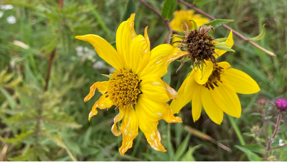 Going native? Fall is a great time to plant
