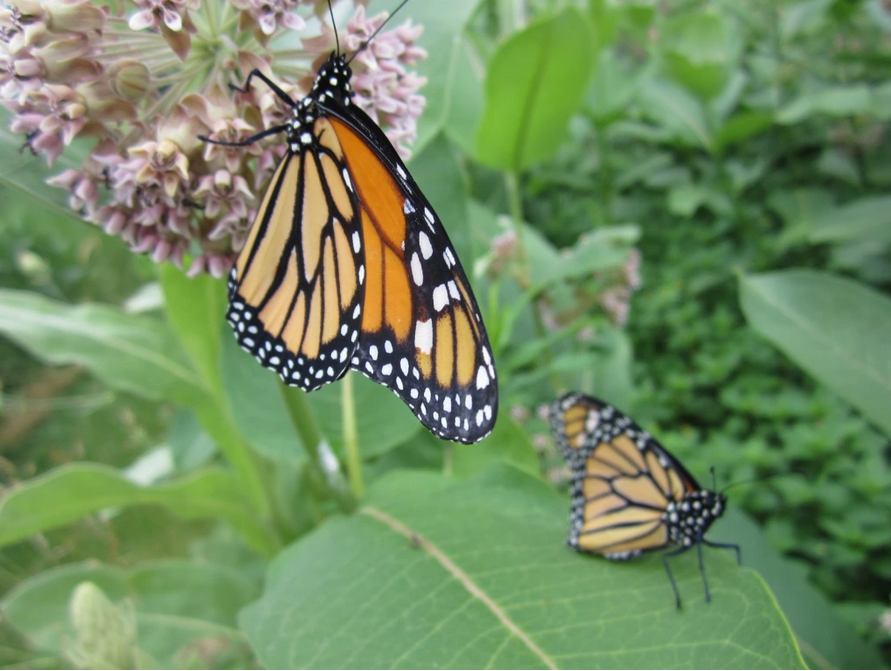 Planning for pollinators on a dreary winter’s&nbsp;day
