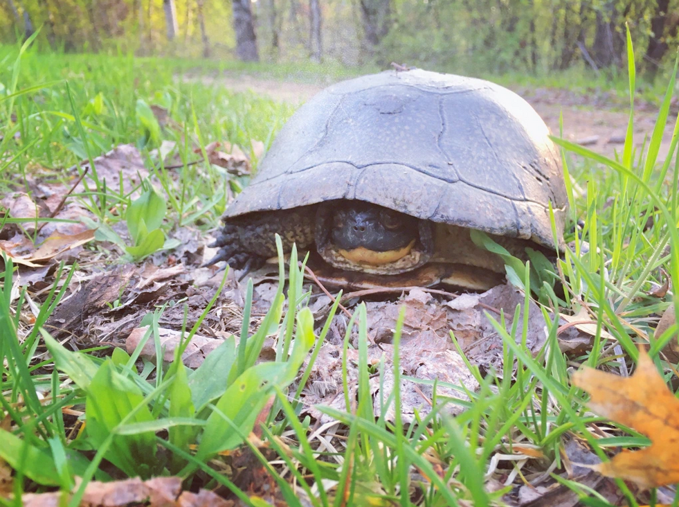 Meet the rare plants and animals of Washington&nbsp;County