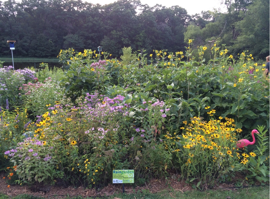 Debunking myths about&nbsp;raingardens