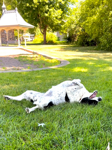 Even with rain, lawns remain&nbsp;brown