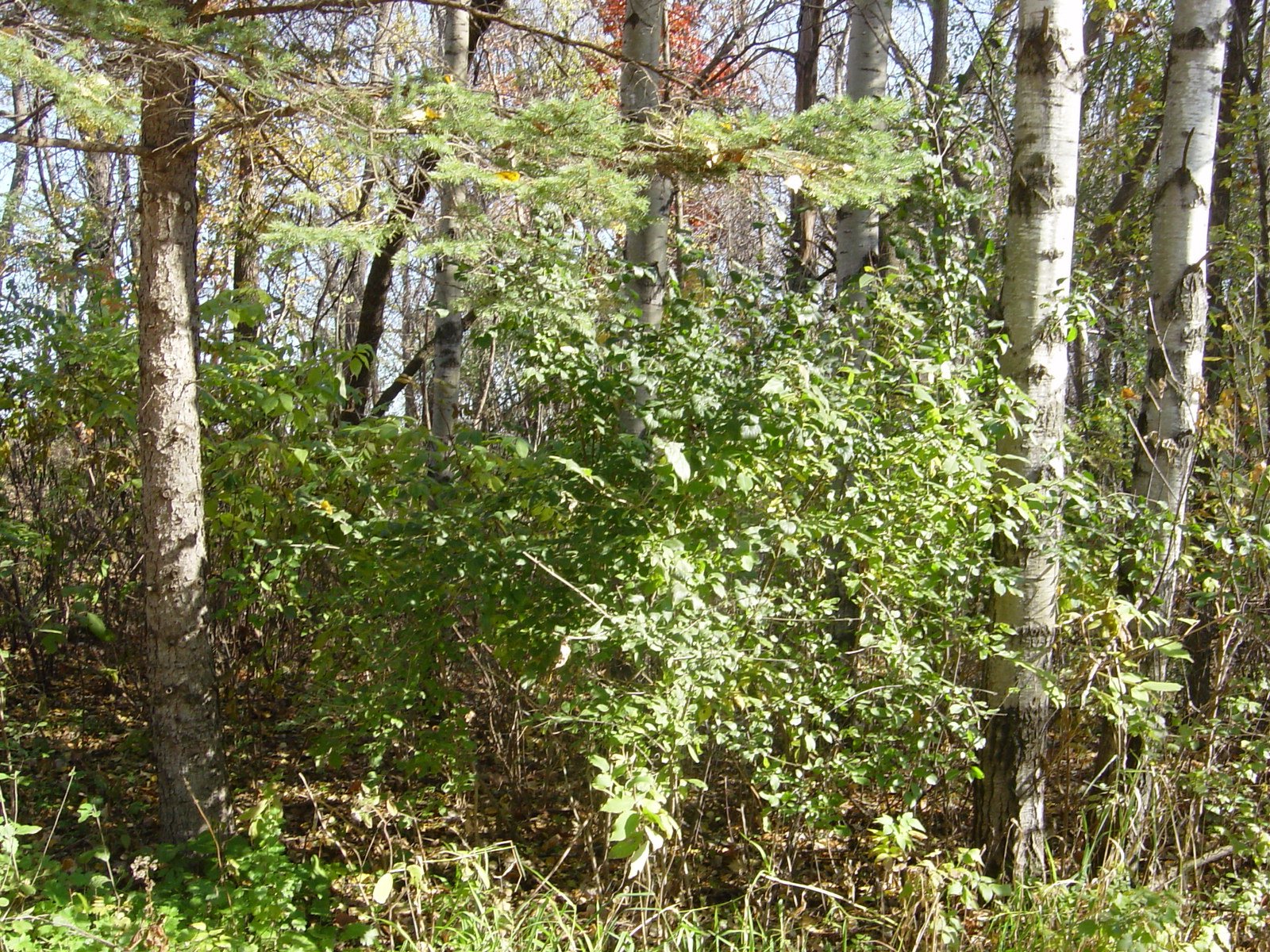 New strategies for dealing with buckthorn