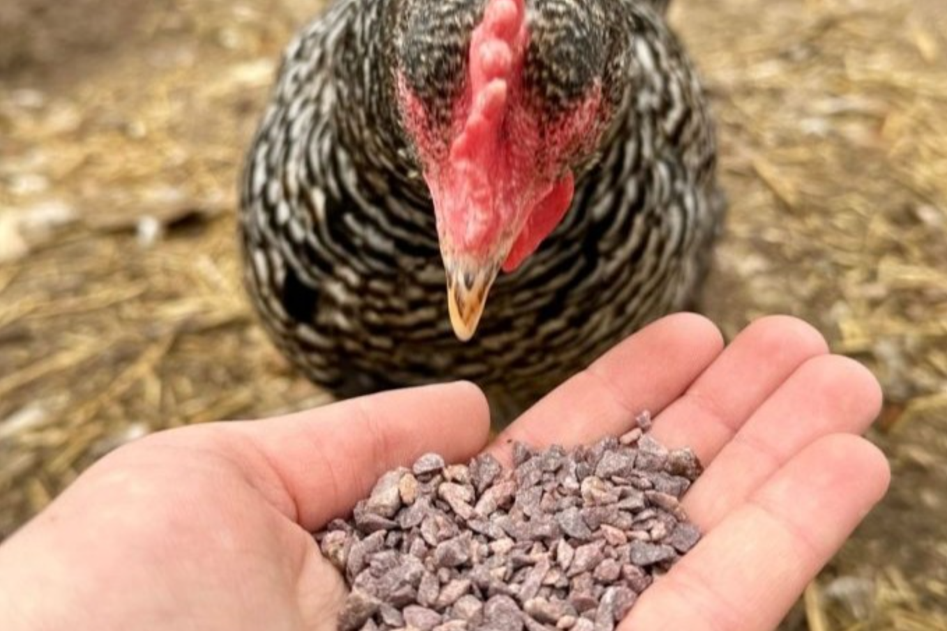 Try chicken grit as an eco-friendly alternative to salt